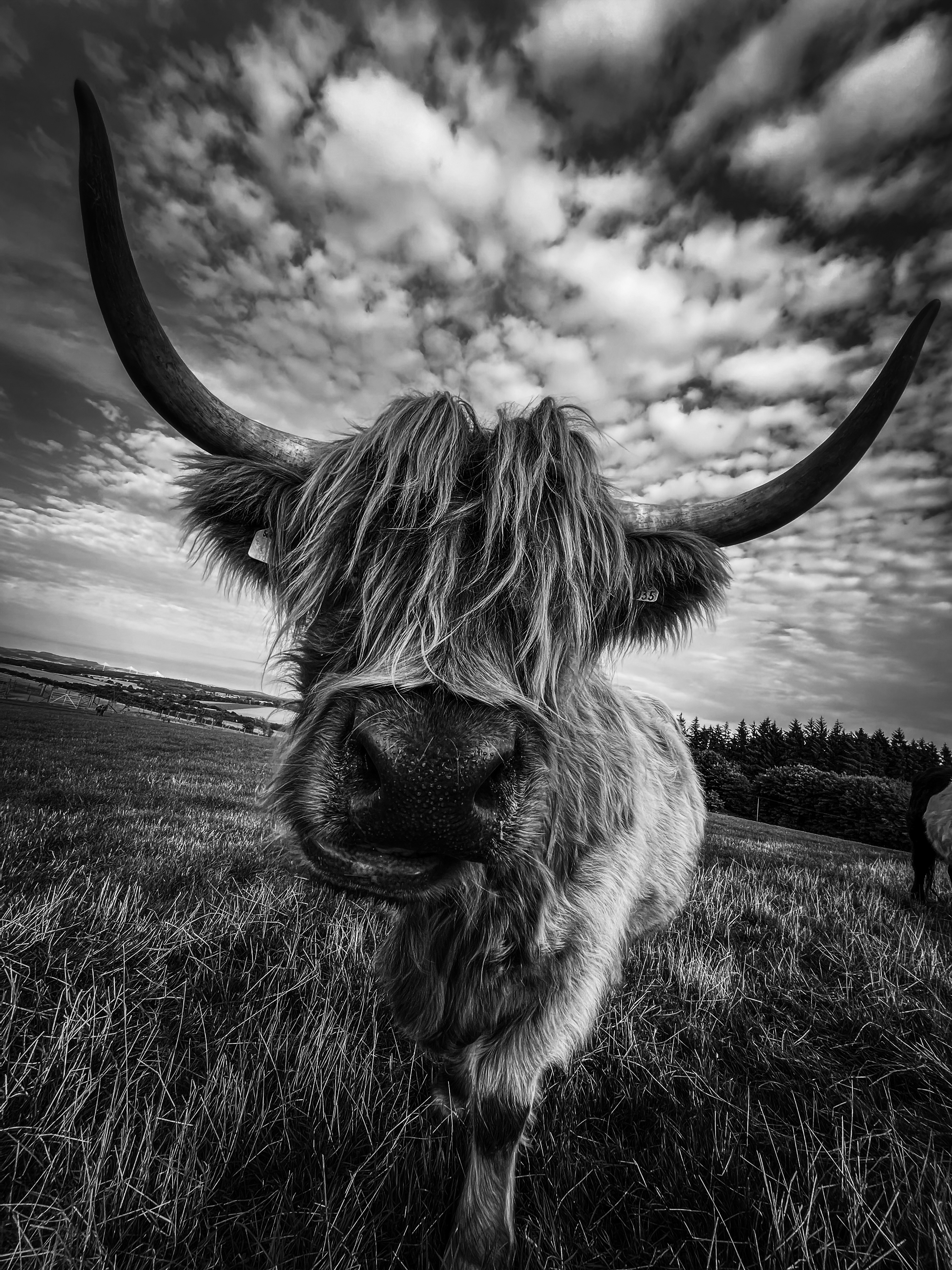 Highland Cow