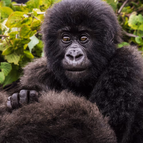 Mountain Gorilla #17