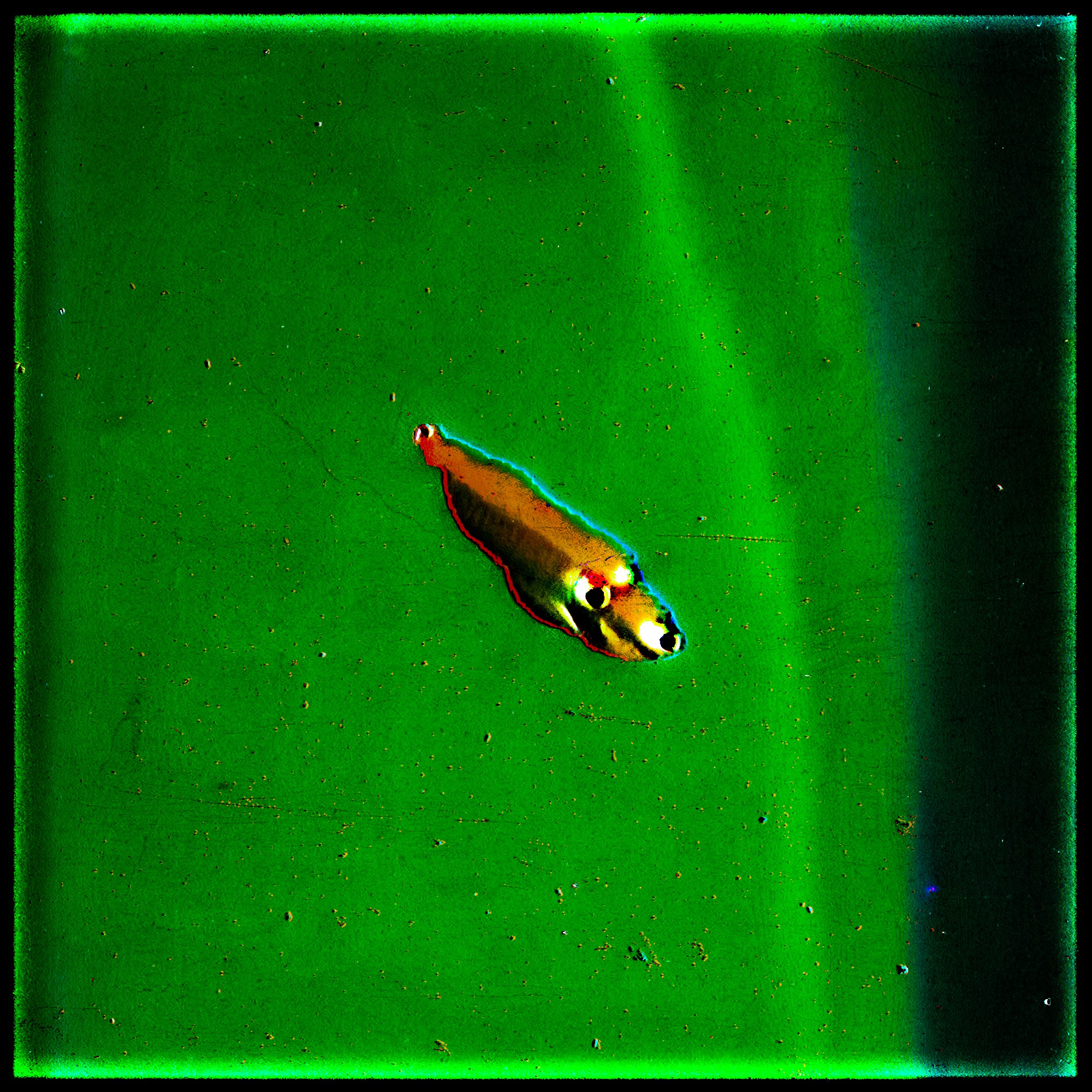 Hydrophasmis insomnis (94)