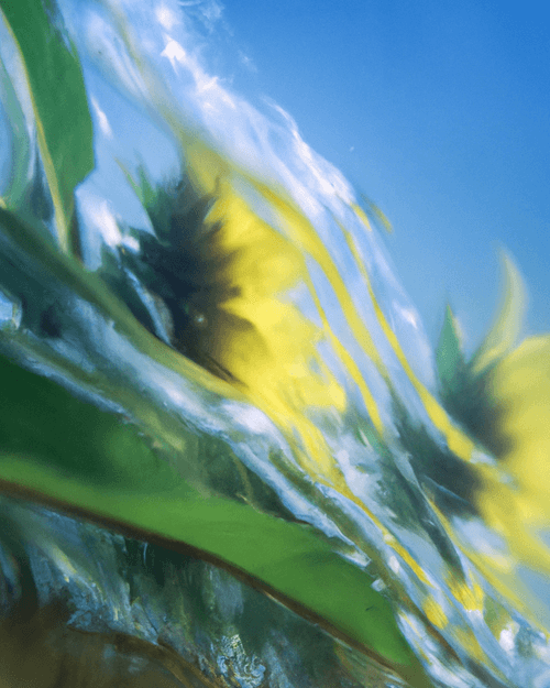 Tsunflower Chaos #159