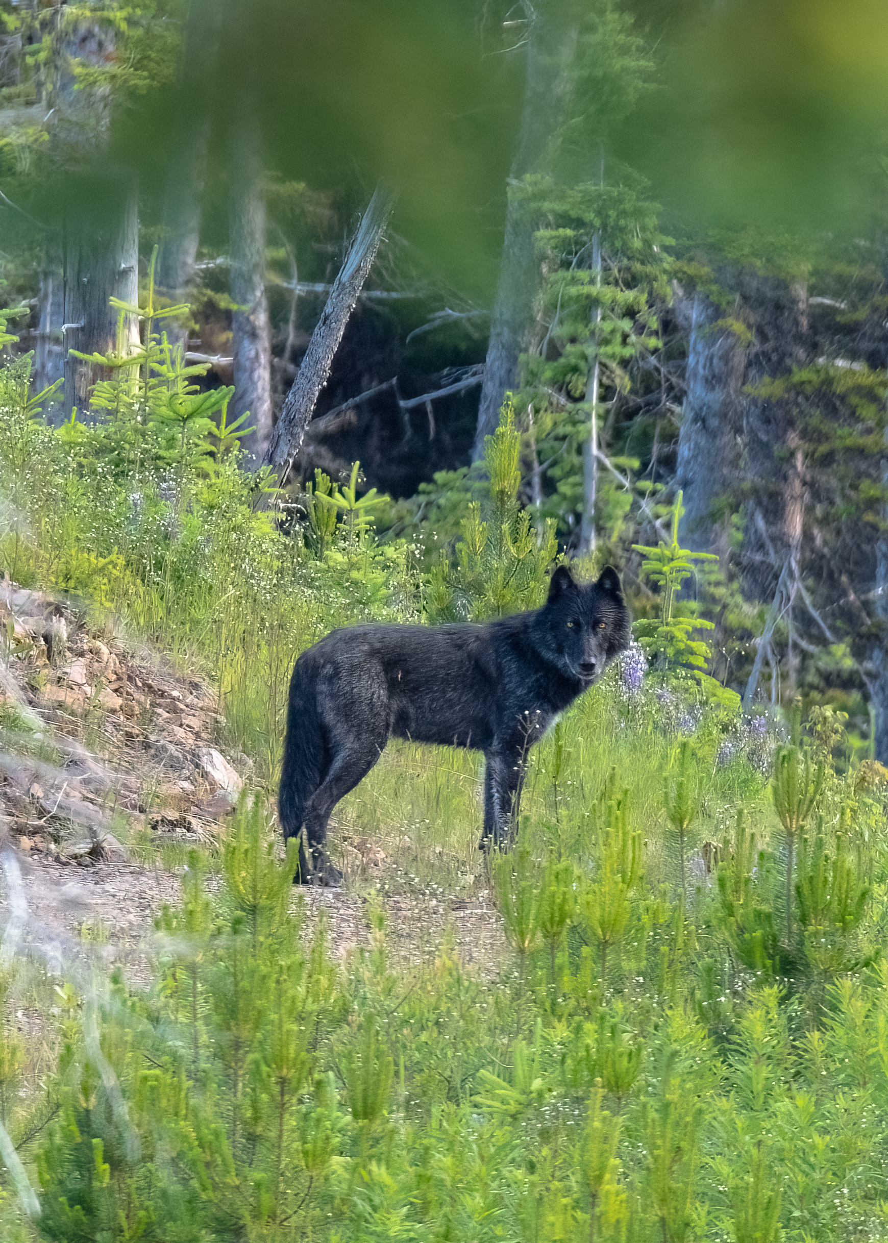 Black Wolf