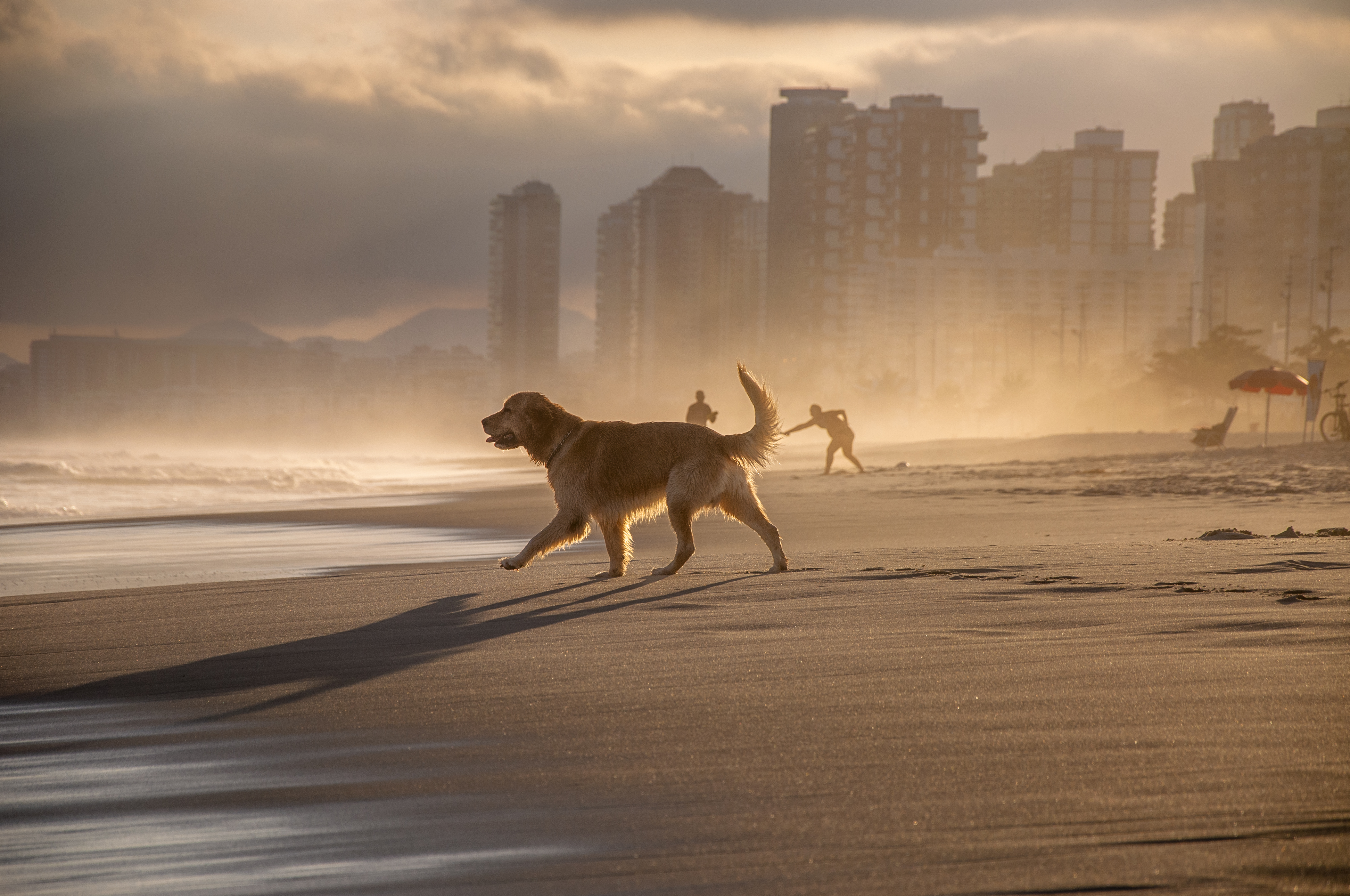 Sunny Soul #15: King Lion