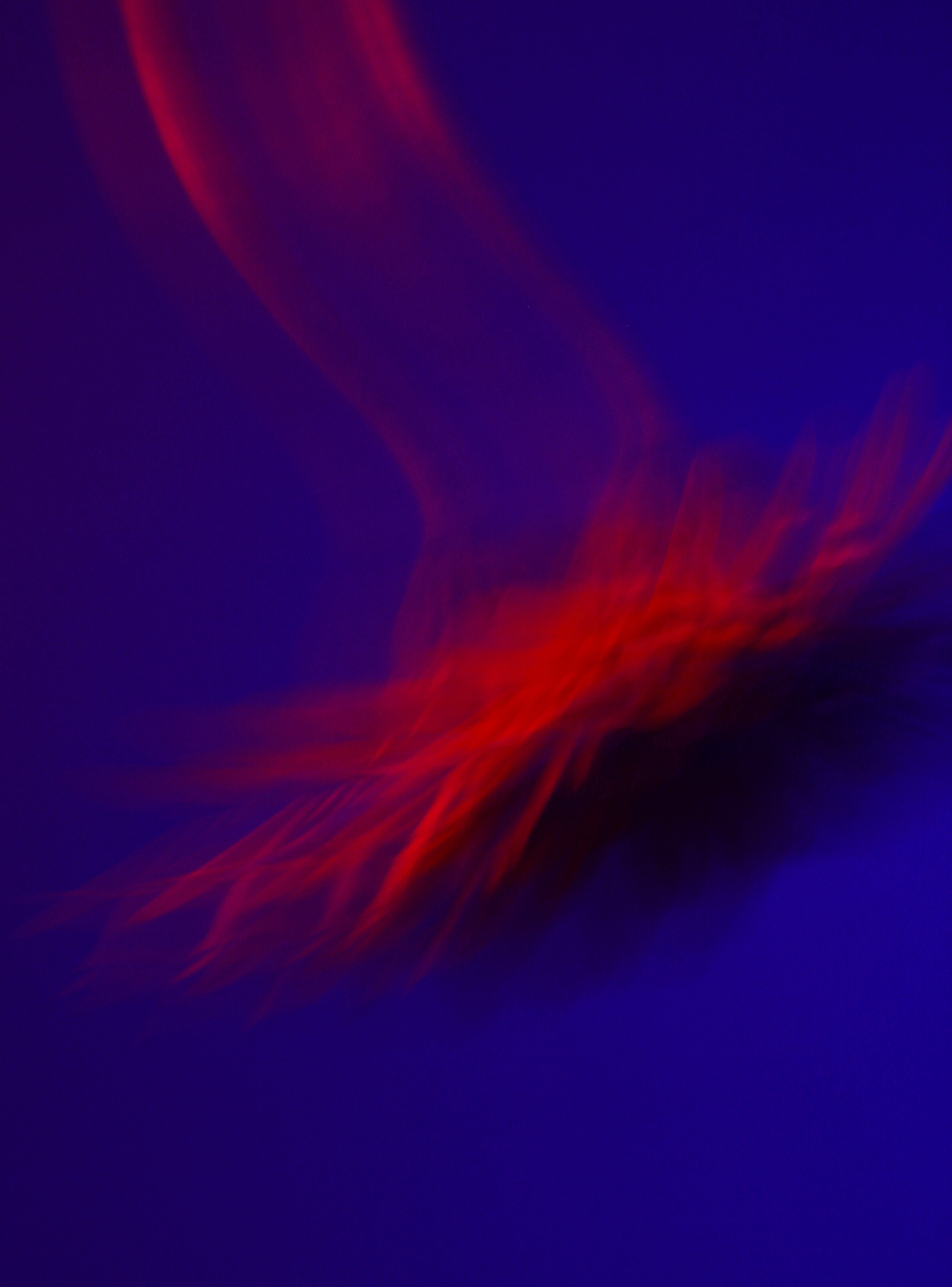 [monachopsis]