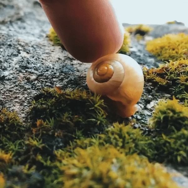 Snail !!