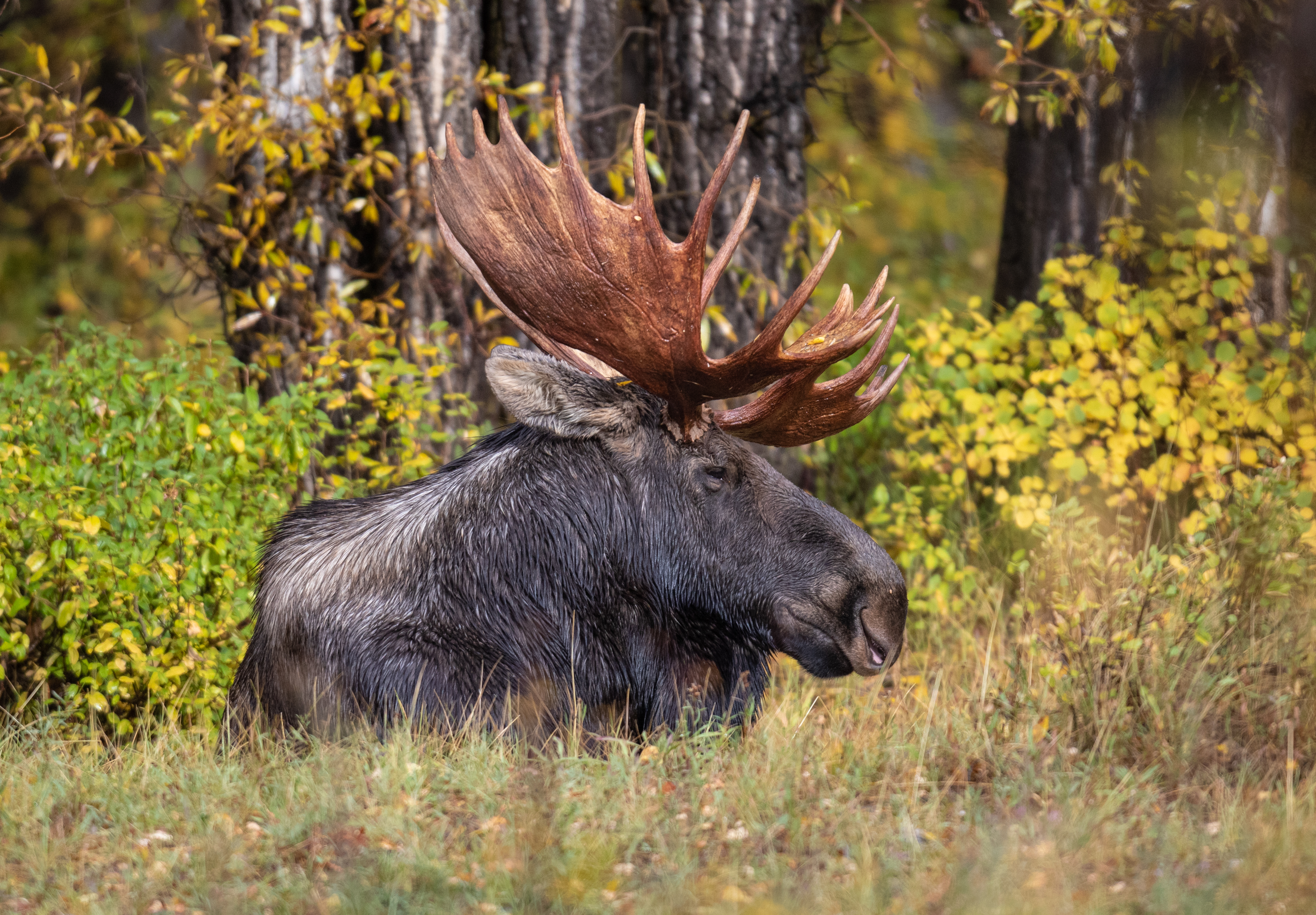 King of the Tetons