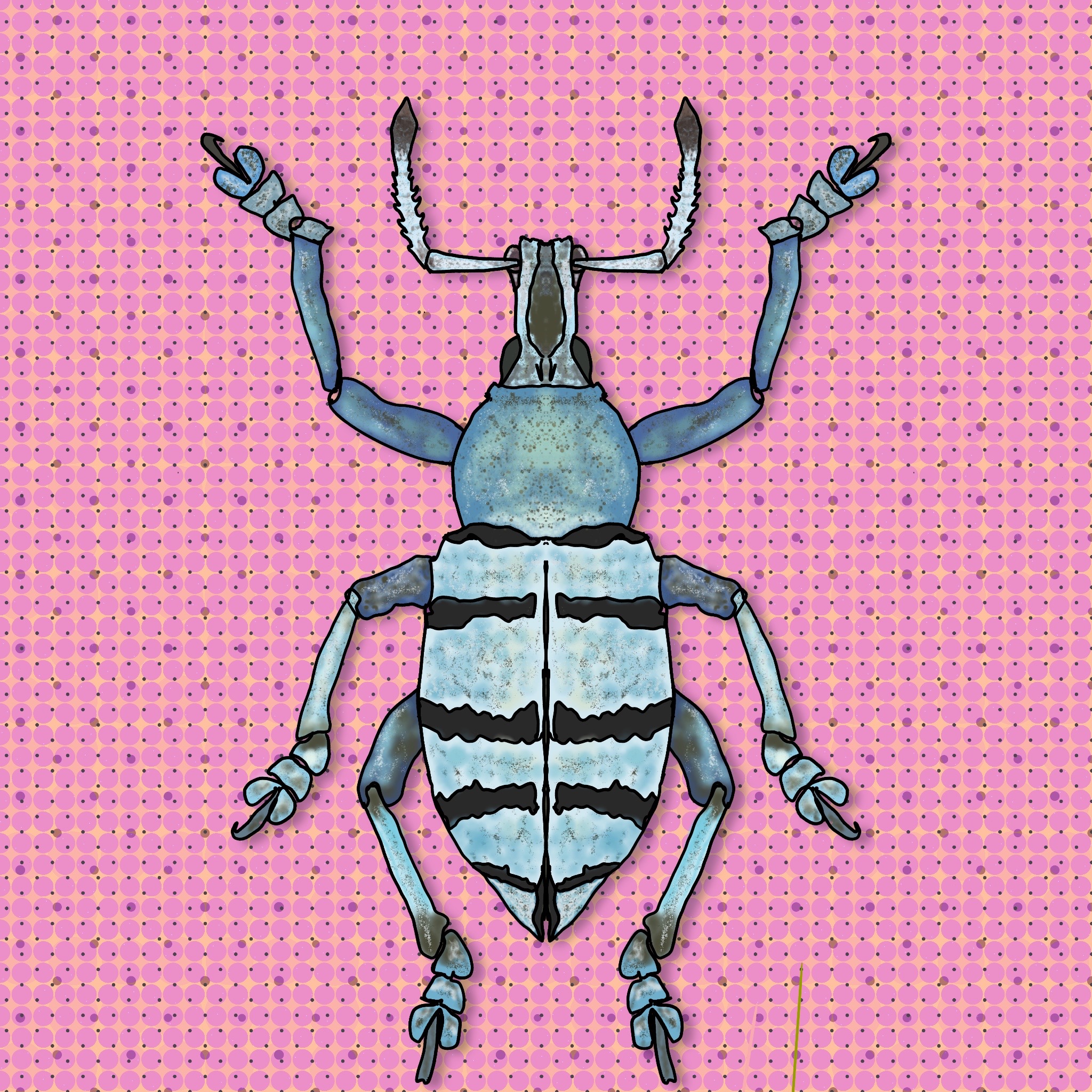 Meet the Beetles #004