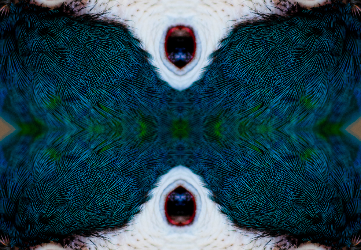 BB5