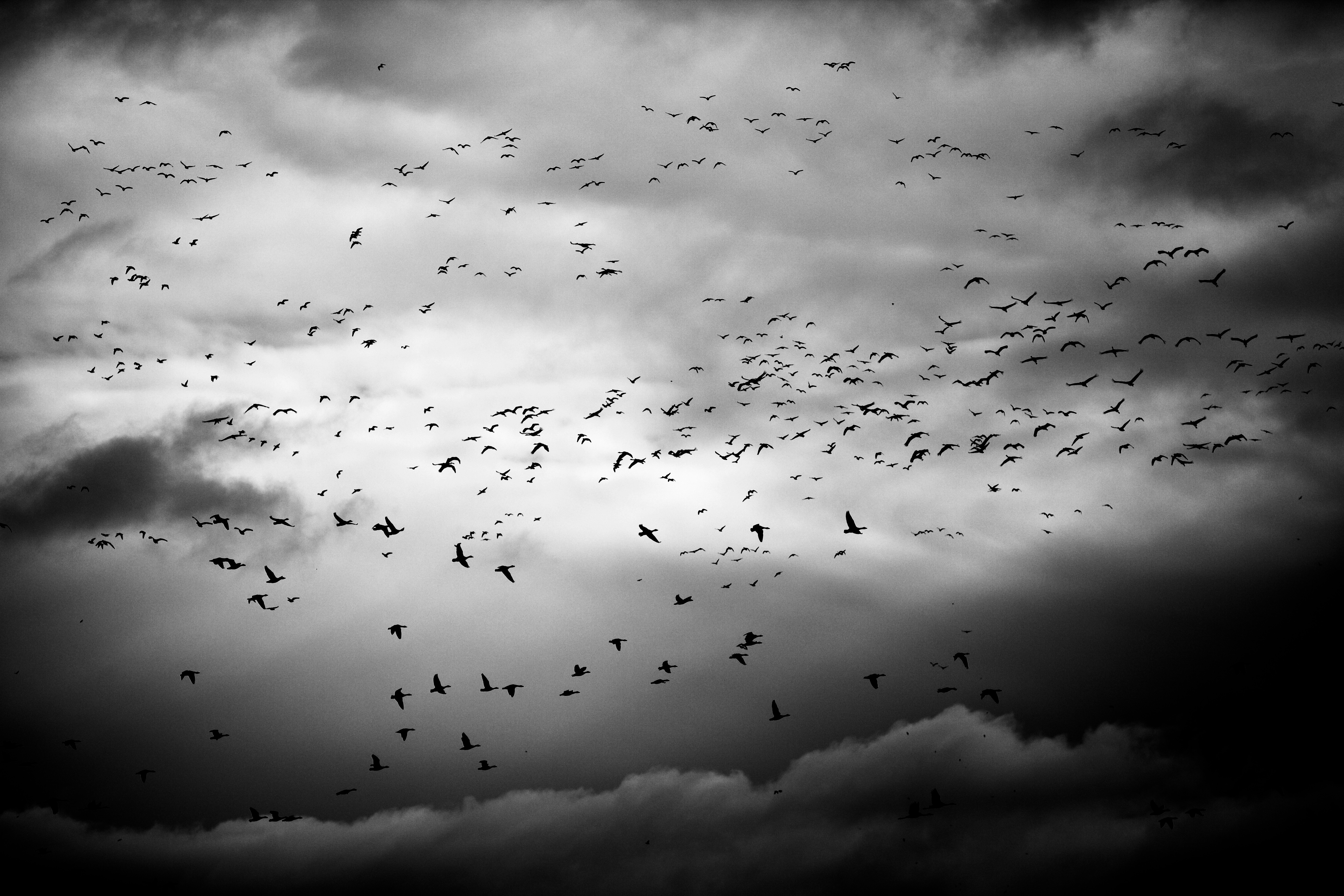 Flock Together #7/69