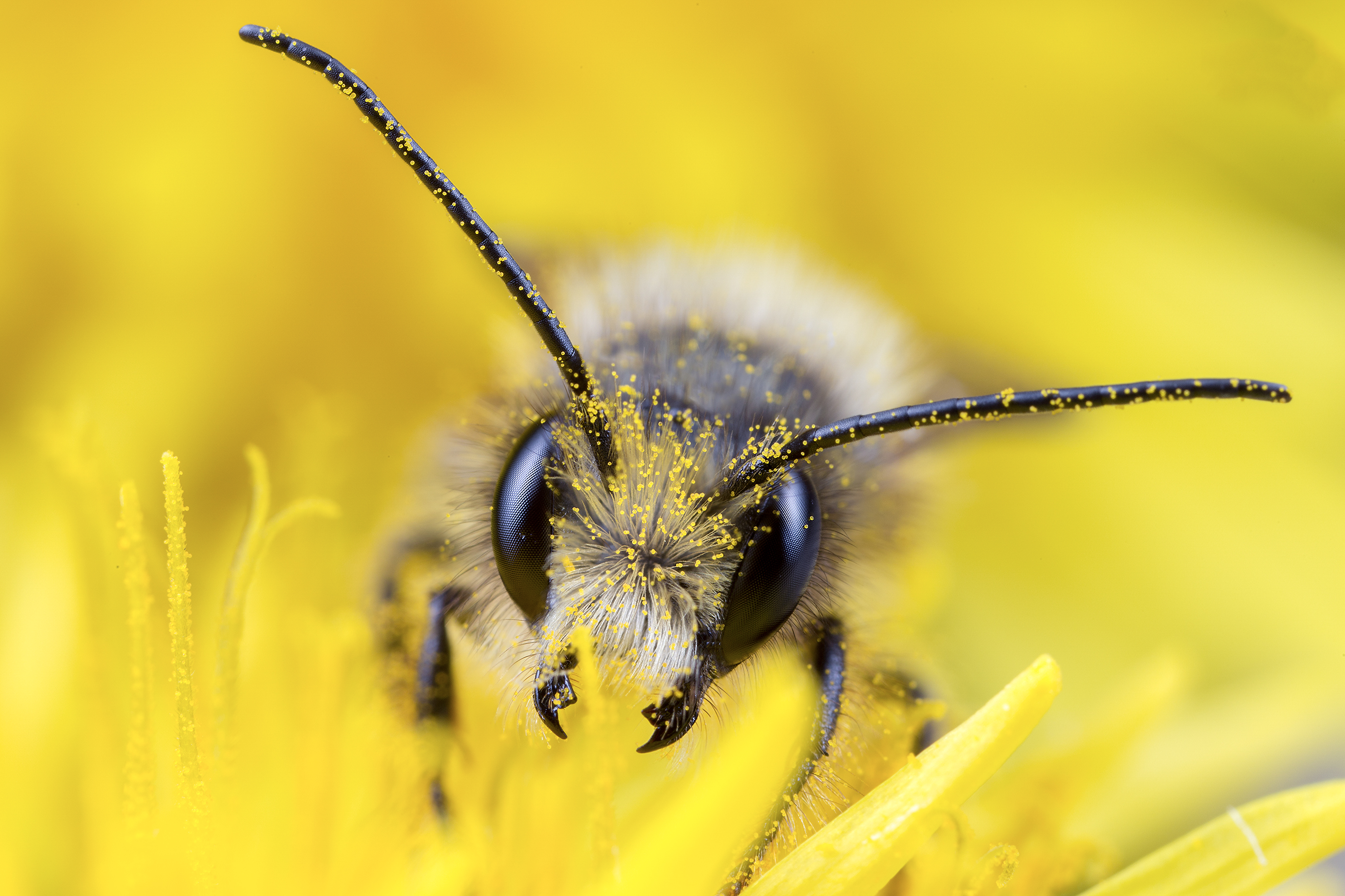 The Buzz of Life