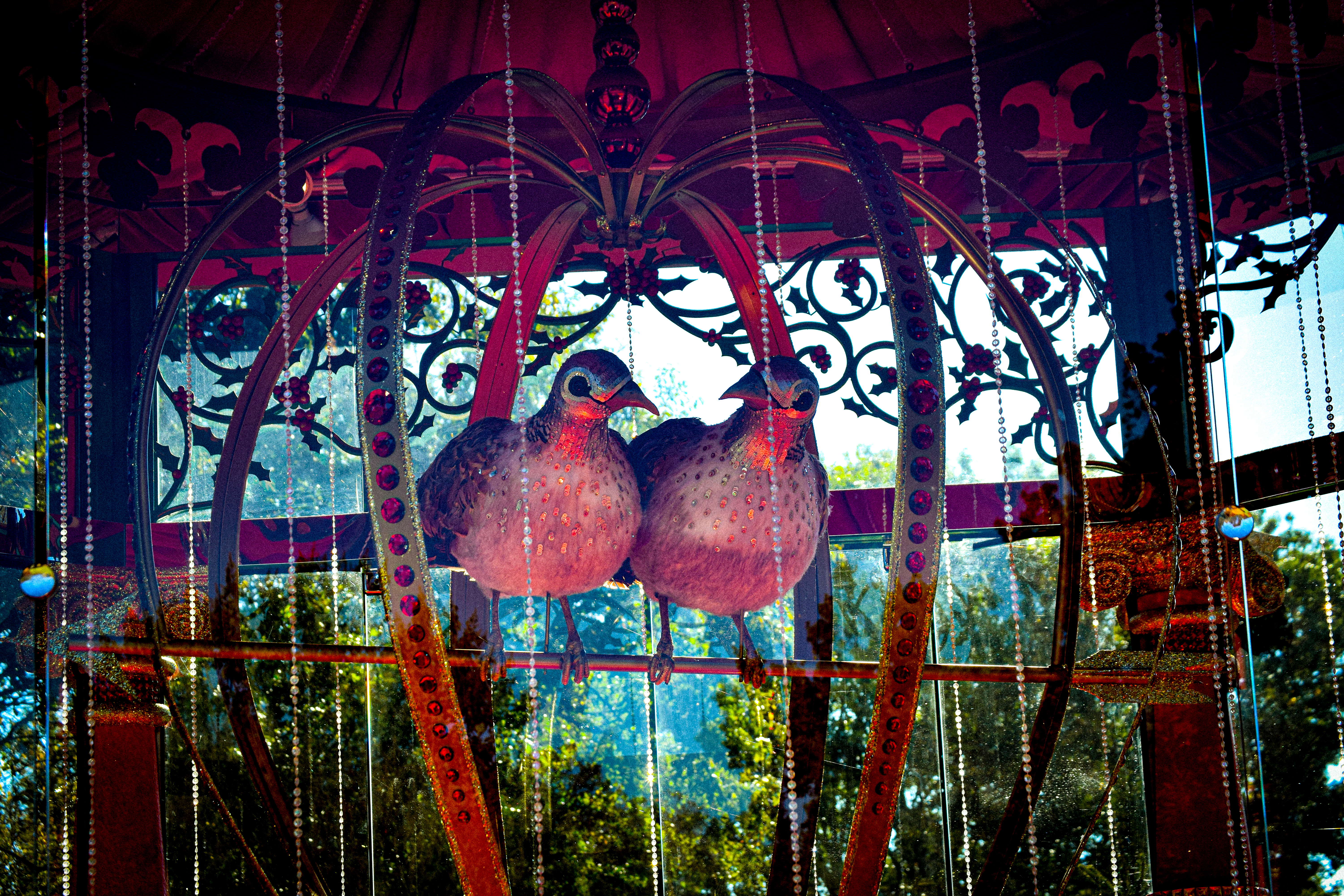 Couple of Dazzling Birds