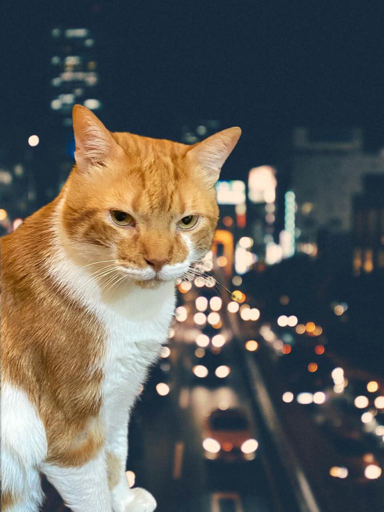 rfabrega.linea.eth Linea Name Service (.linea.eth domains) based on ENS PFP