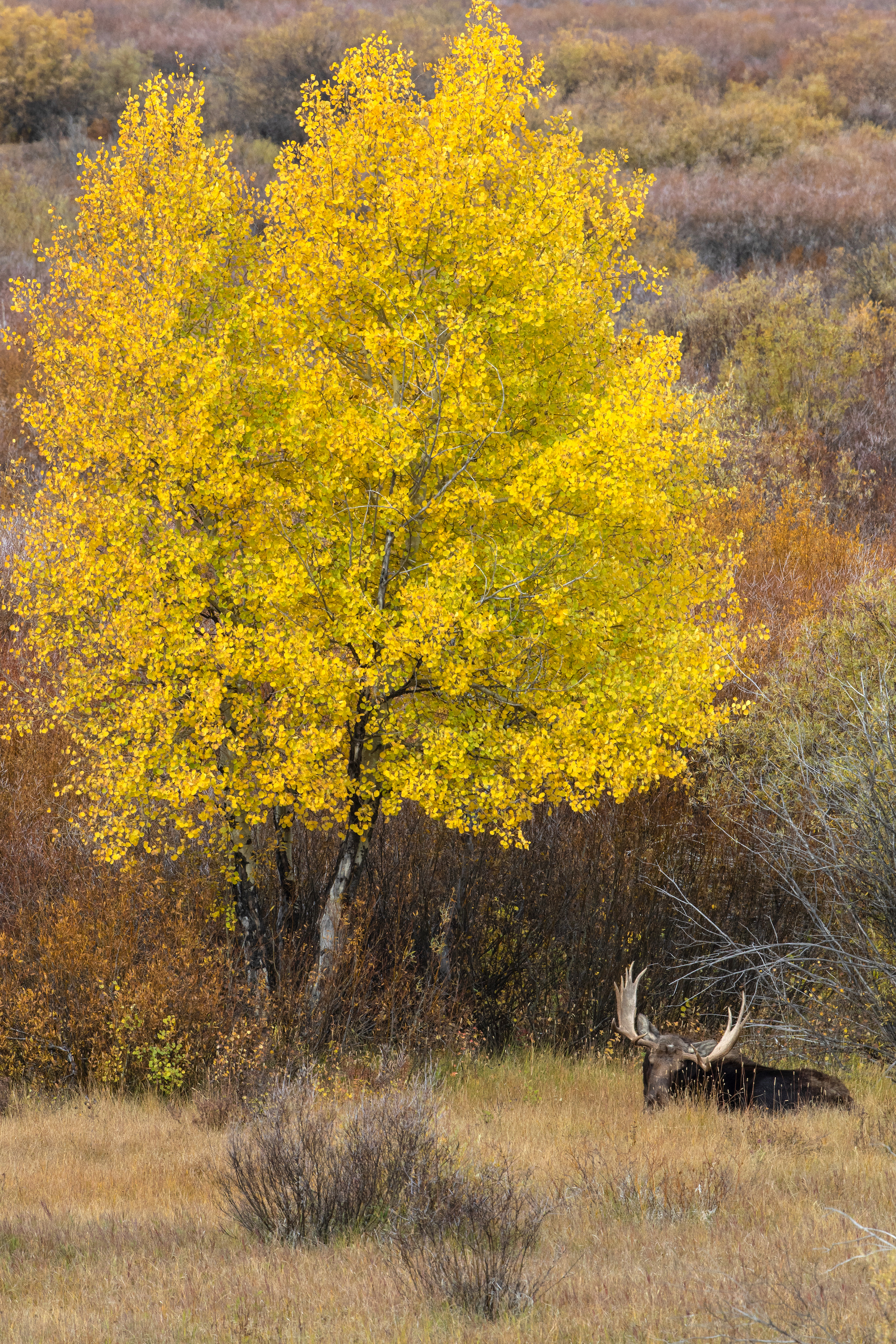 Balance #02 Moose