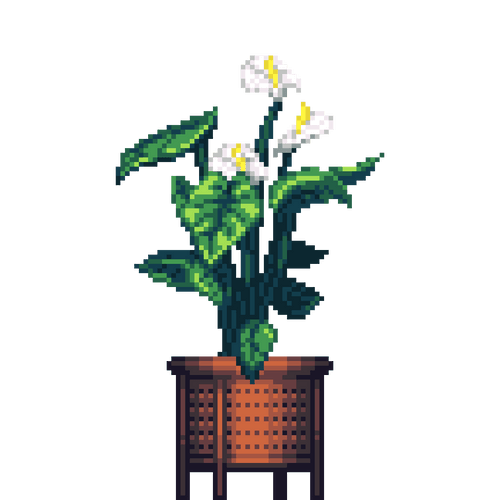 White Anthurium in Cherry Wood Rattan pot