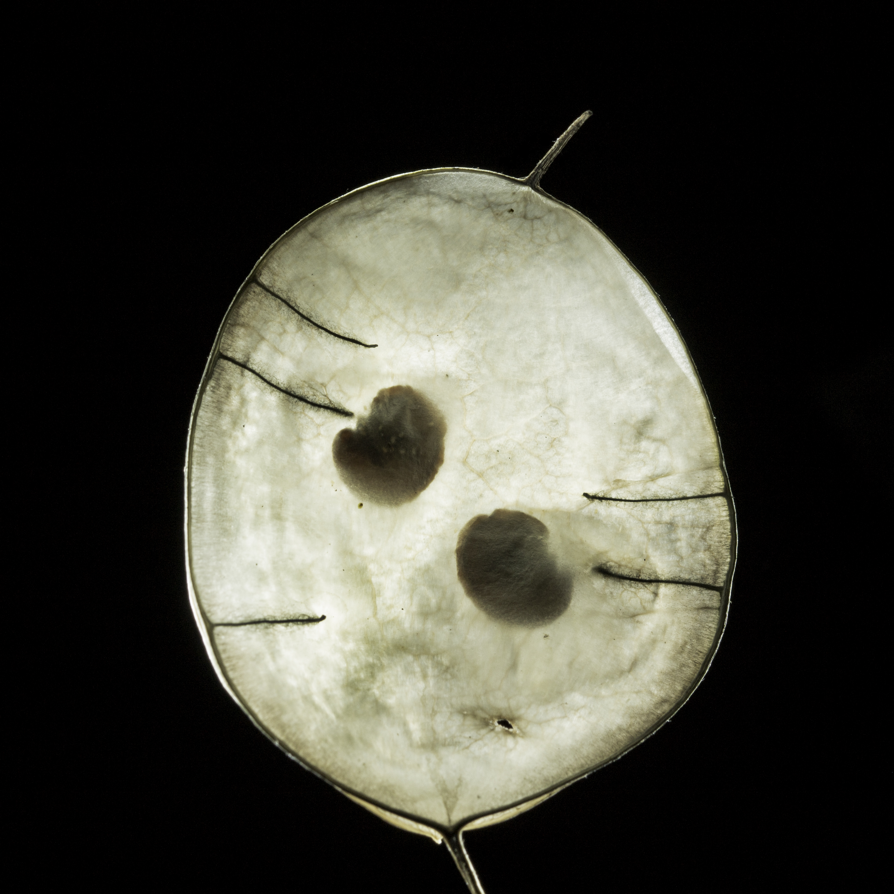 Lunaria