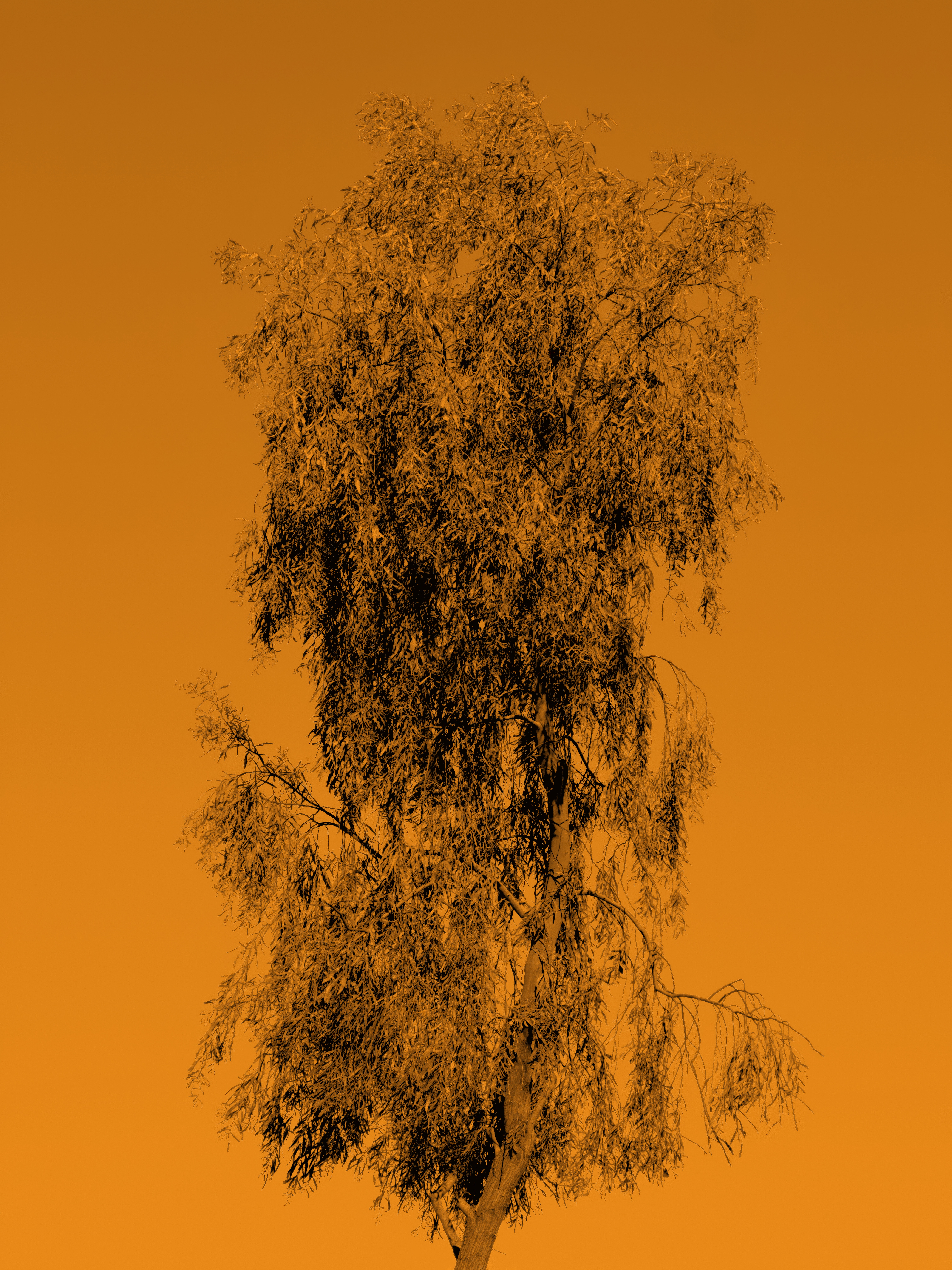 Money Tree