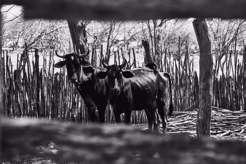 Strongest #5 - Imprisoned Courage