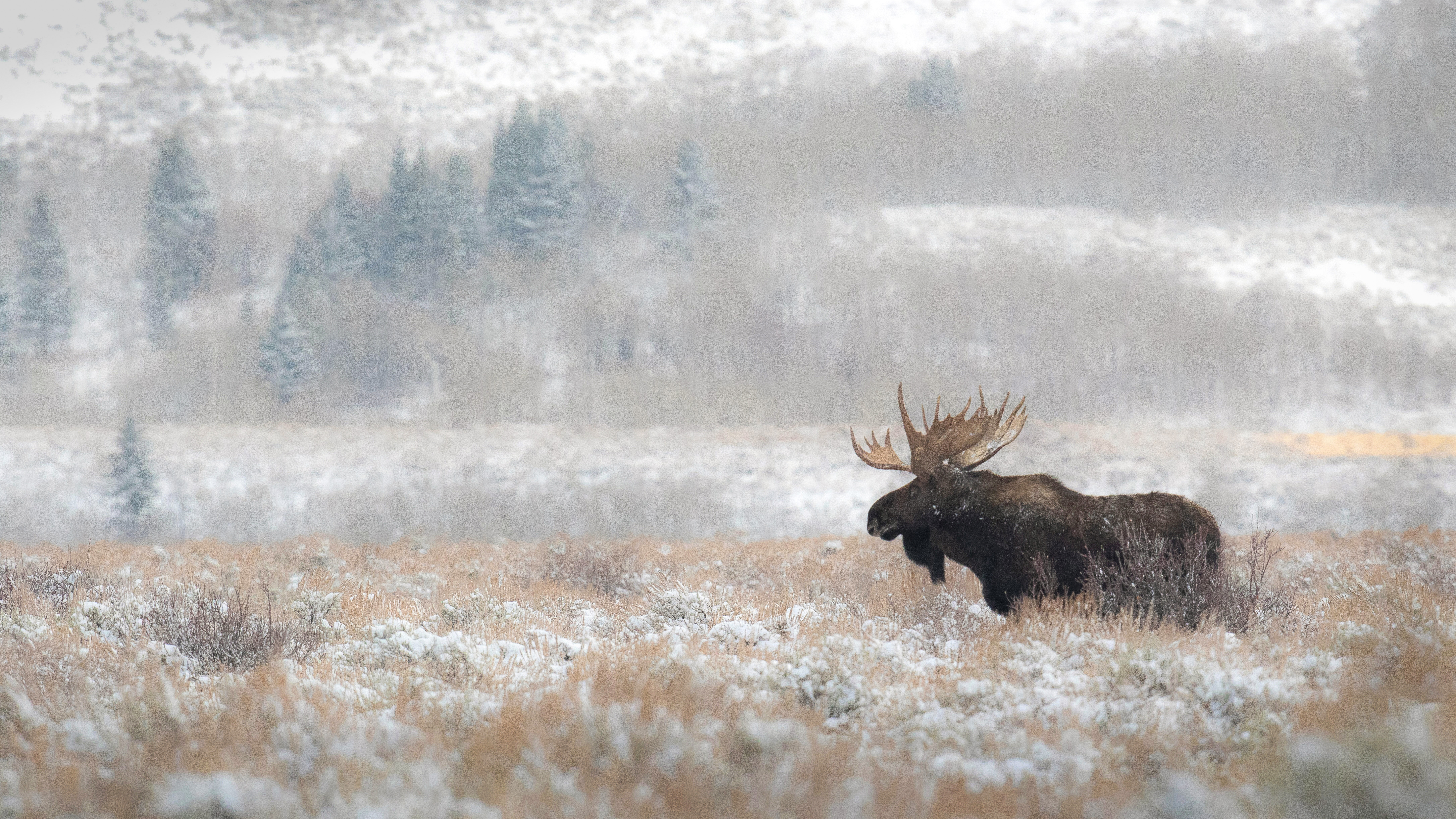 The Northern Sentinel