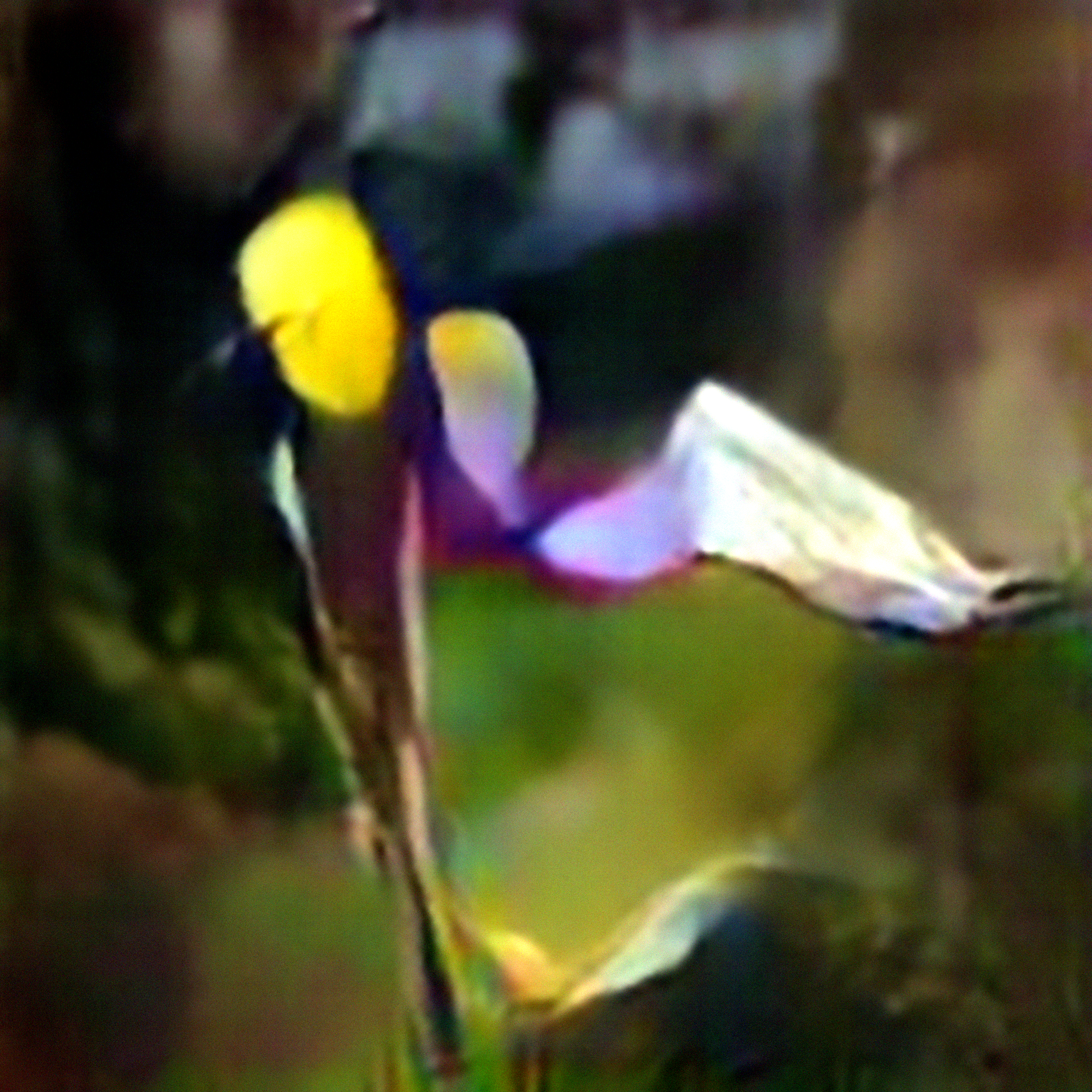 Eastern Purple Bladderwort #3 (Corpus: American Predators)