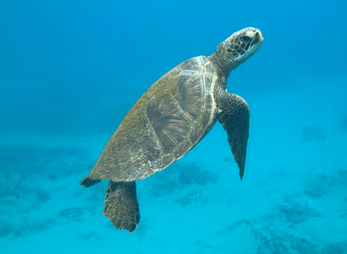 Balance of Nature Collection Editions