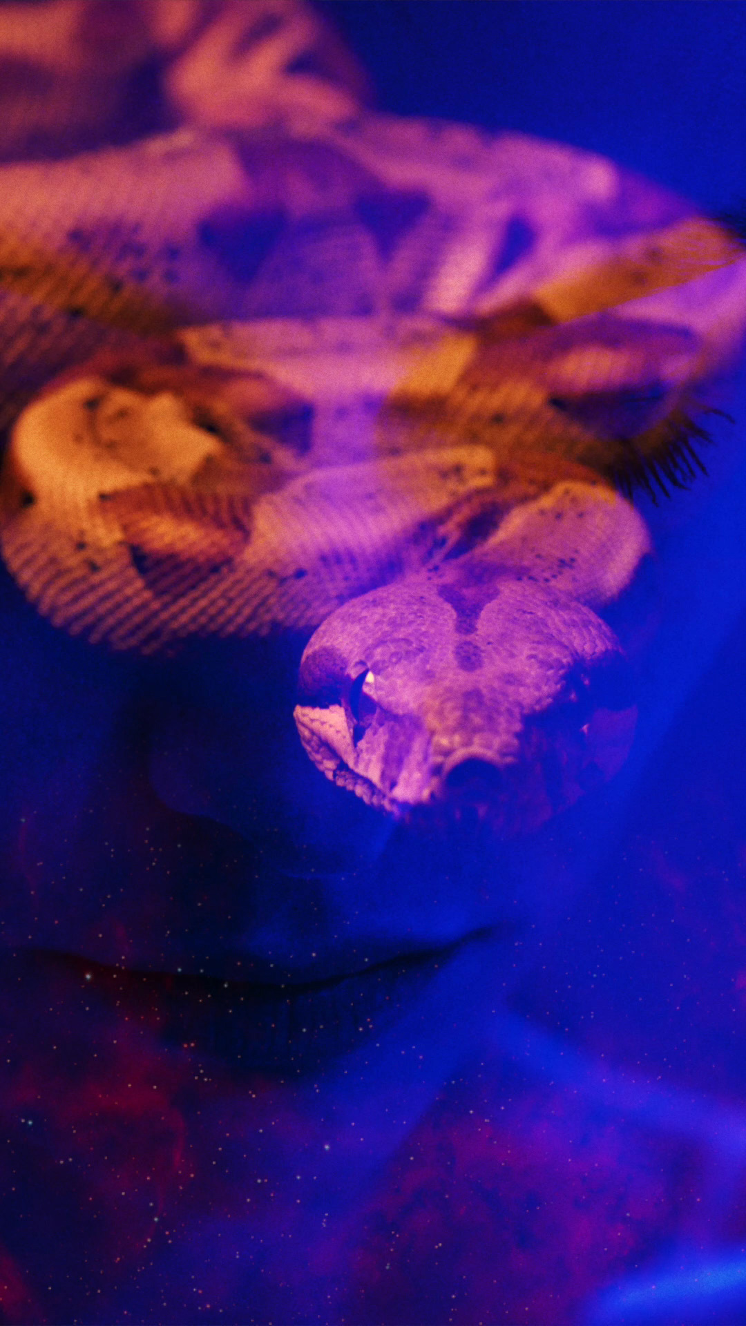 The Serpent - Trust in Me #12/18