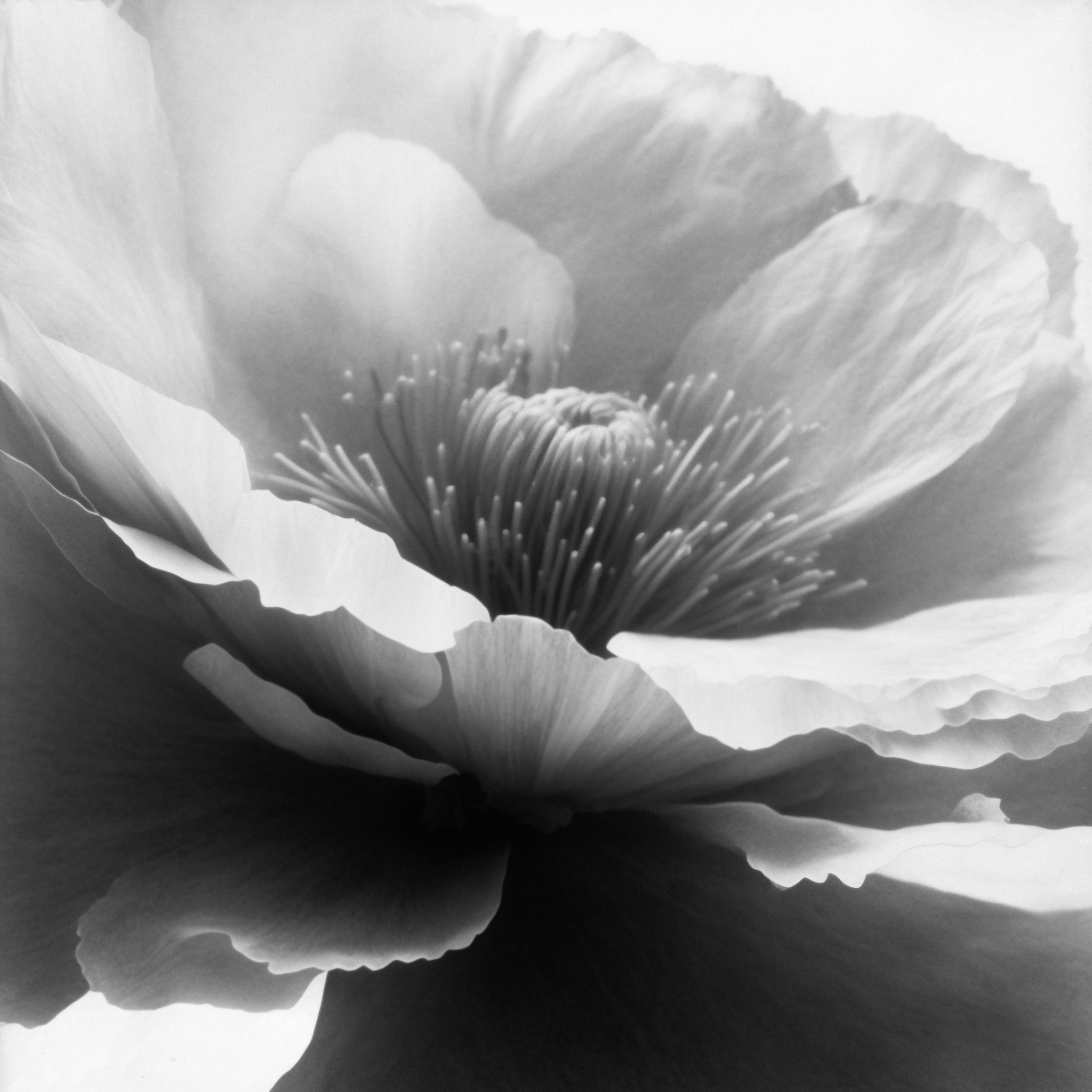 Peony, Silver Gelatin Print (developing-out-process), 1920