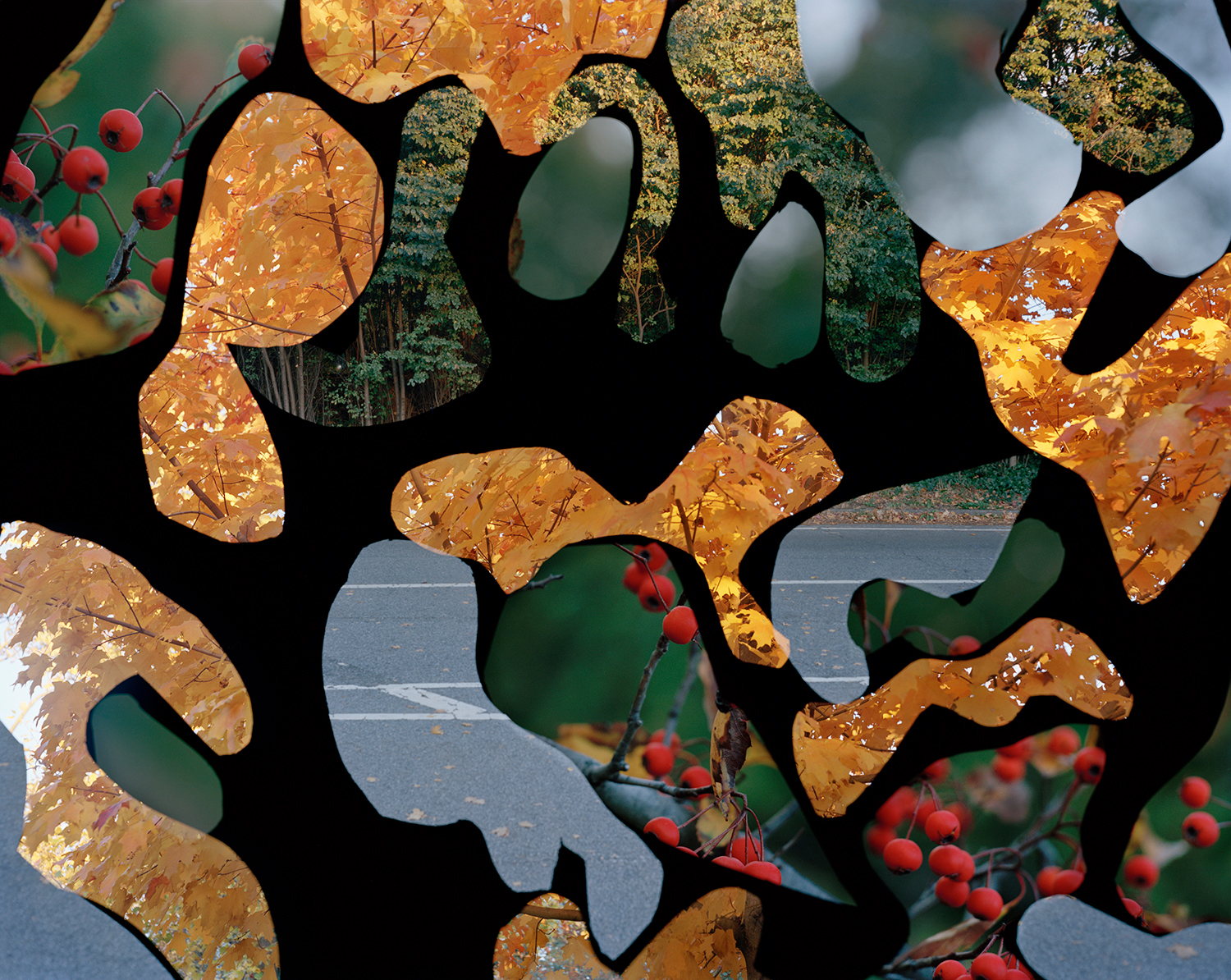 Untitled (Vale of Cashmere)