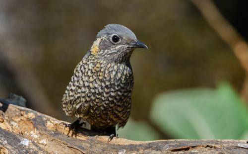 bird