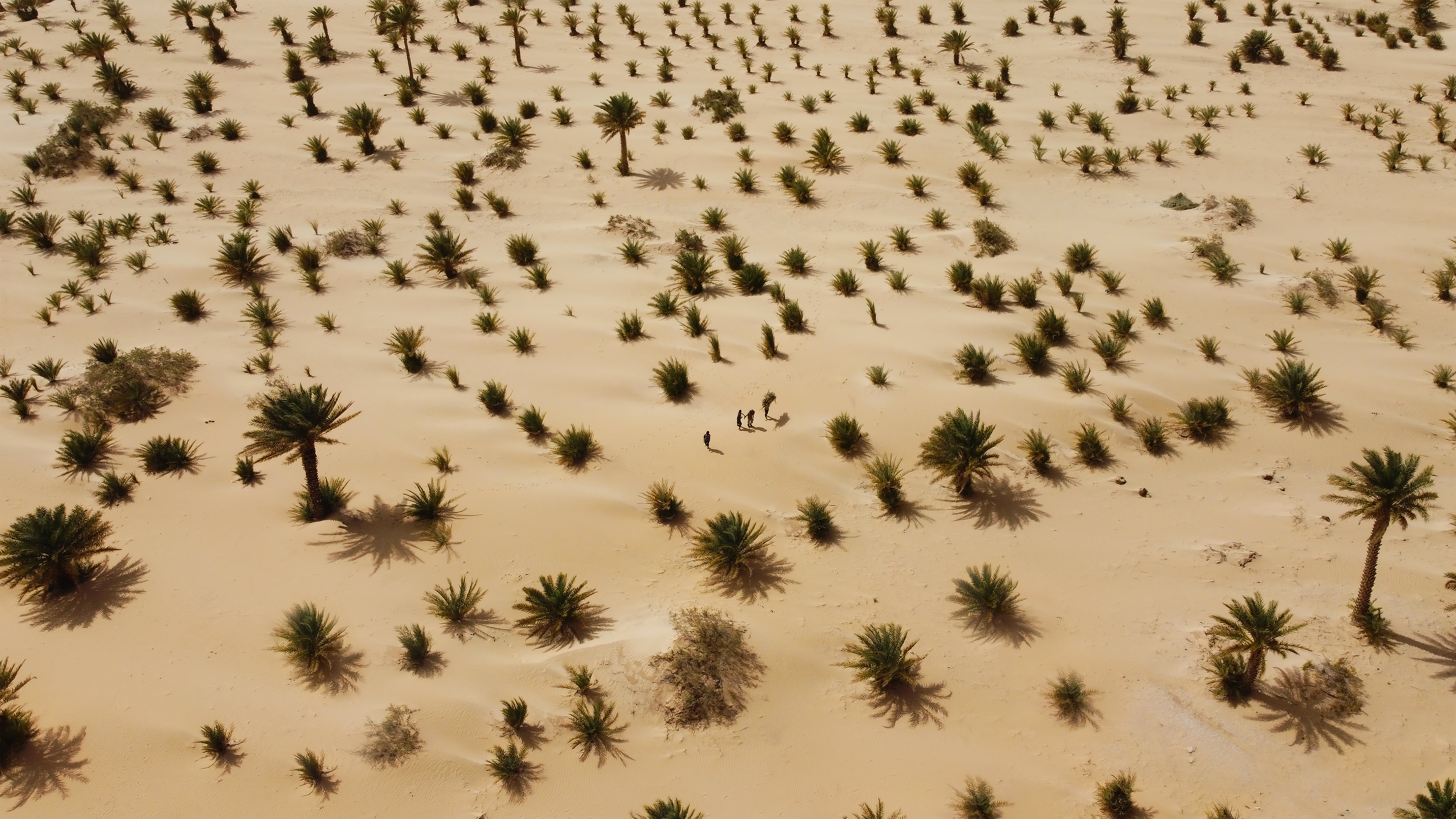 The Palm Boys