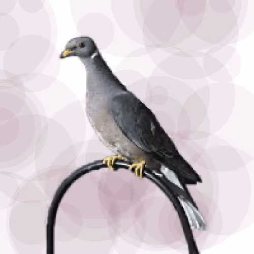 Seamorphus Pigeon #17