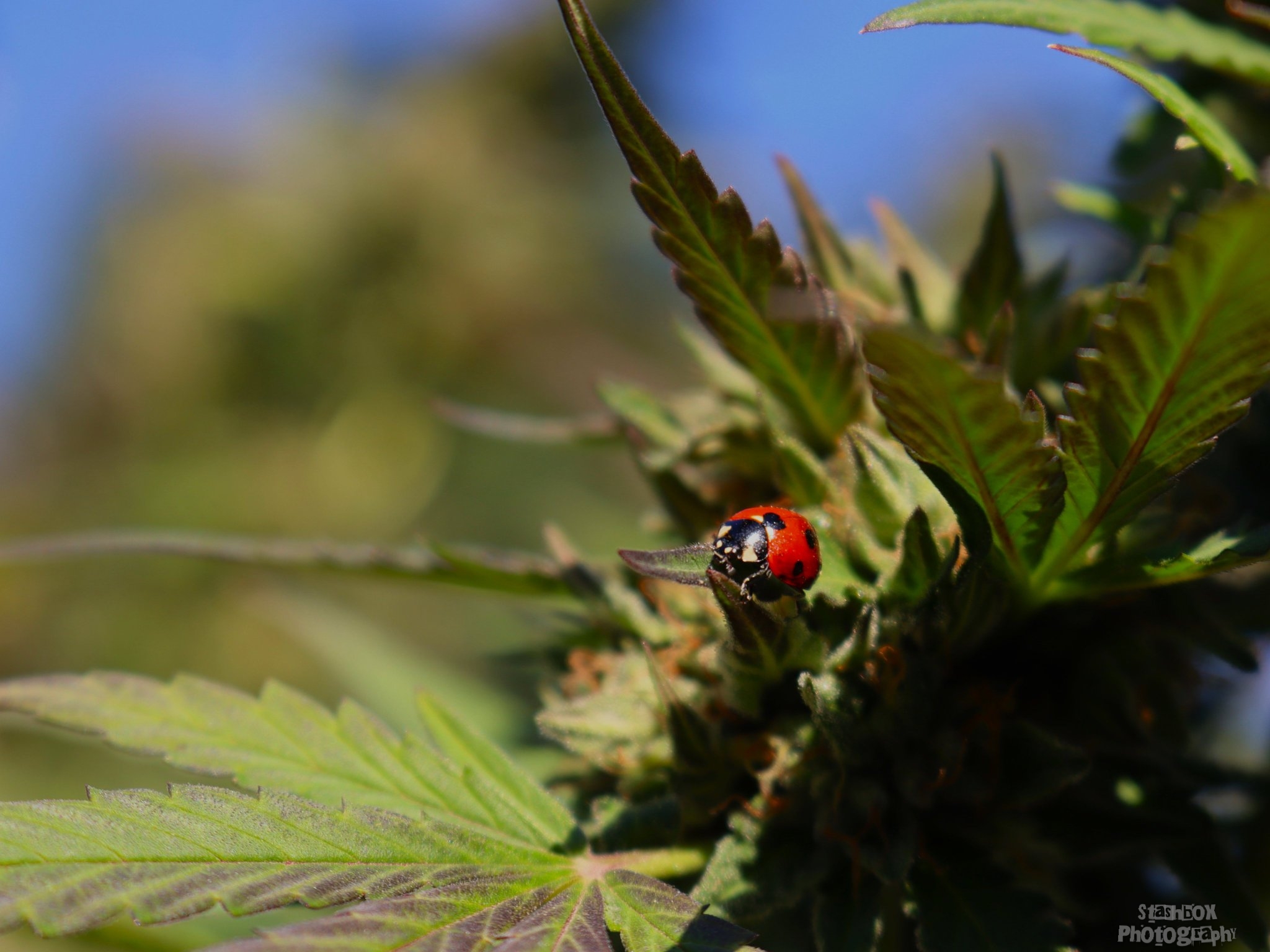 Ganja Bug