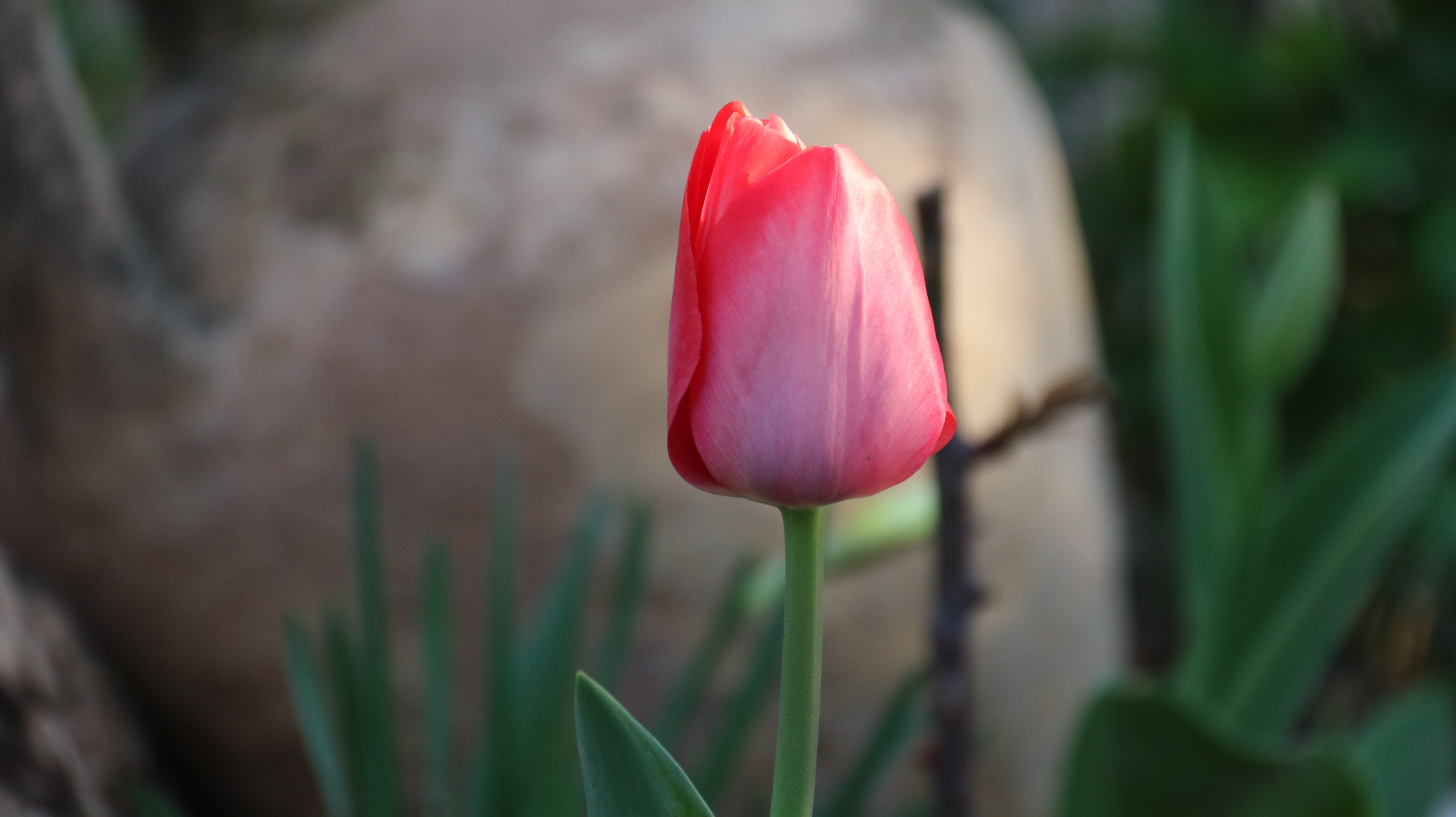 Tulip