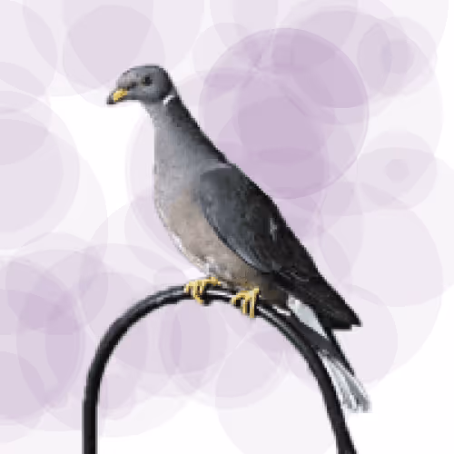 Seamorphus Pigeon #18