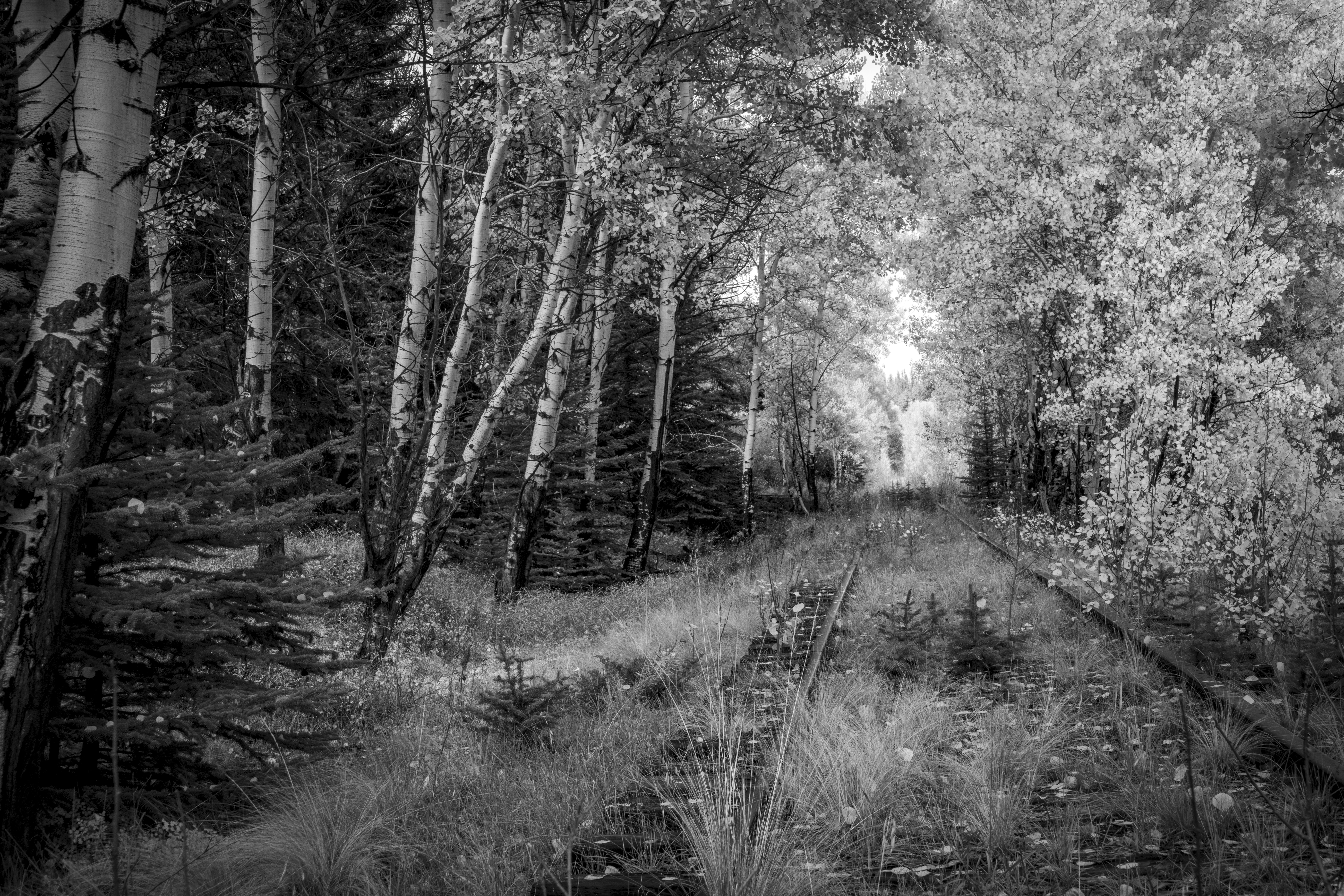 Lost and Forgotten