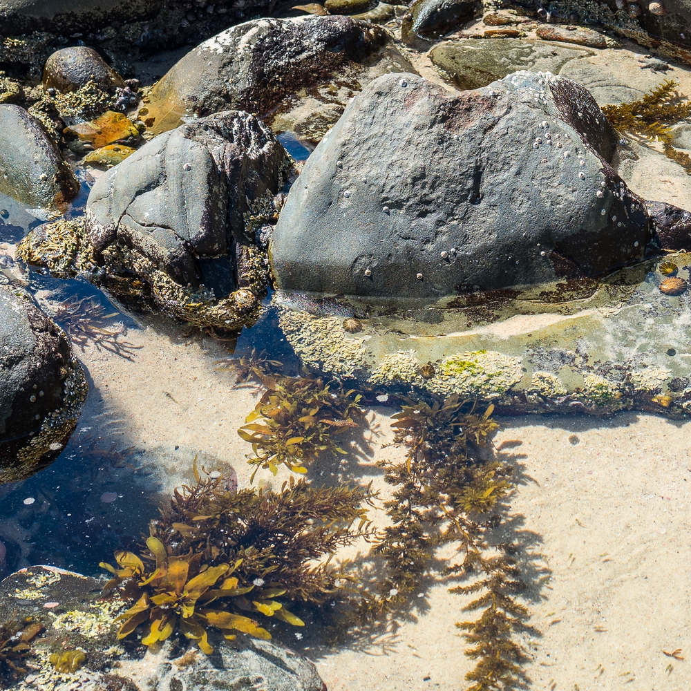 Boomerang Beach Rockpools
