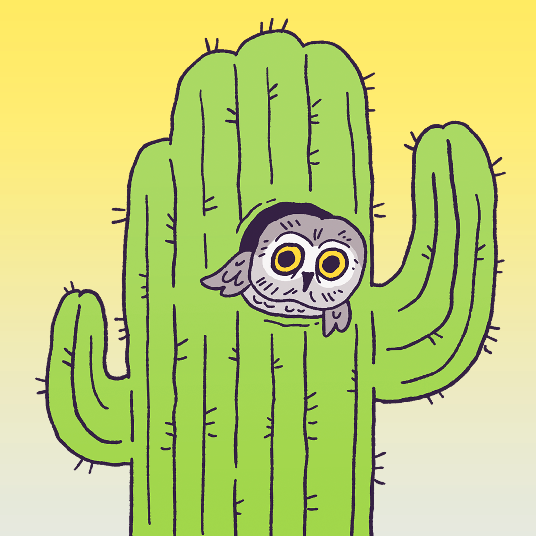 Elf Owl #271
