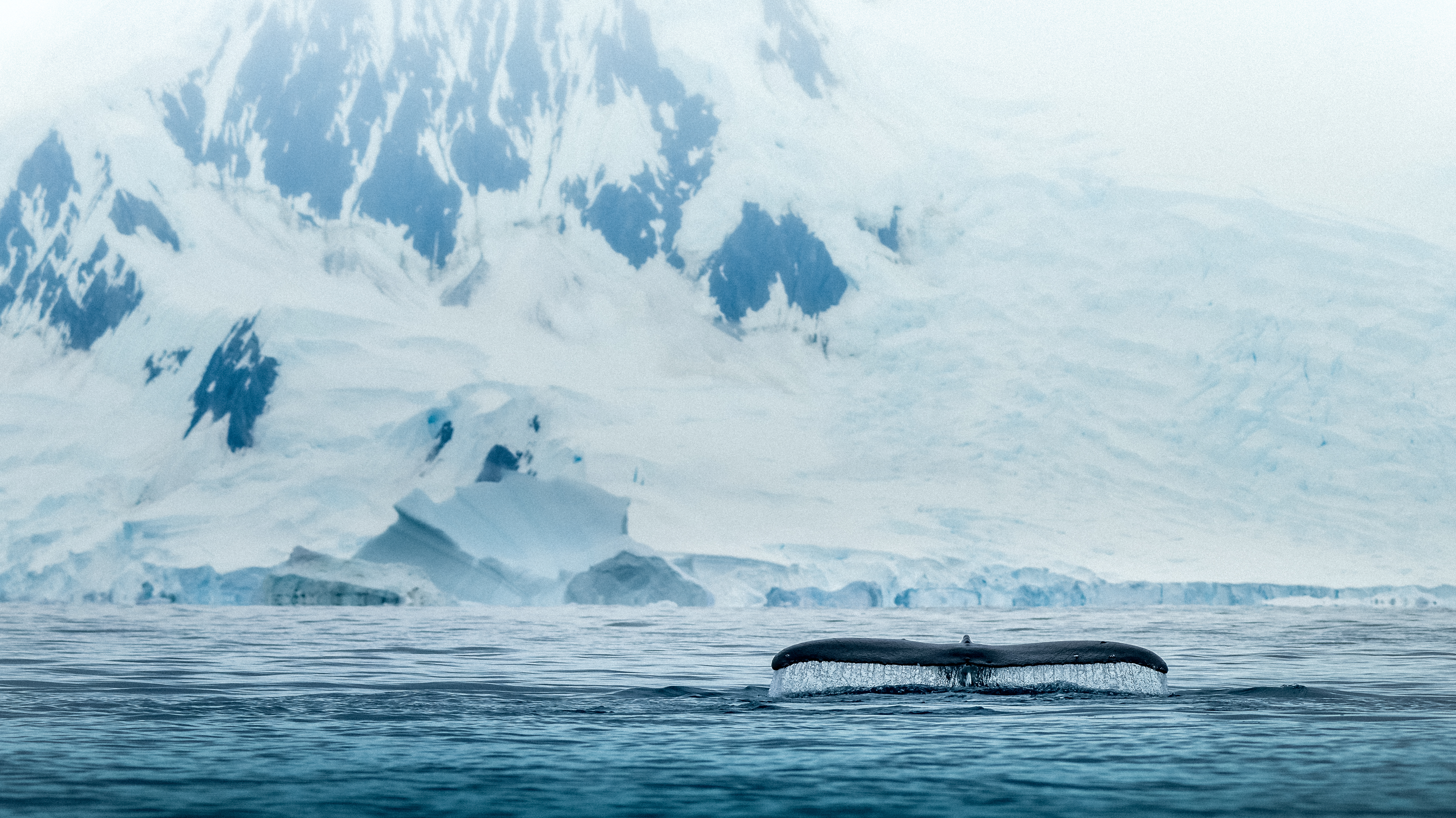 Old Whales Tails 