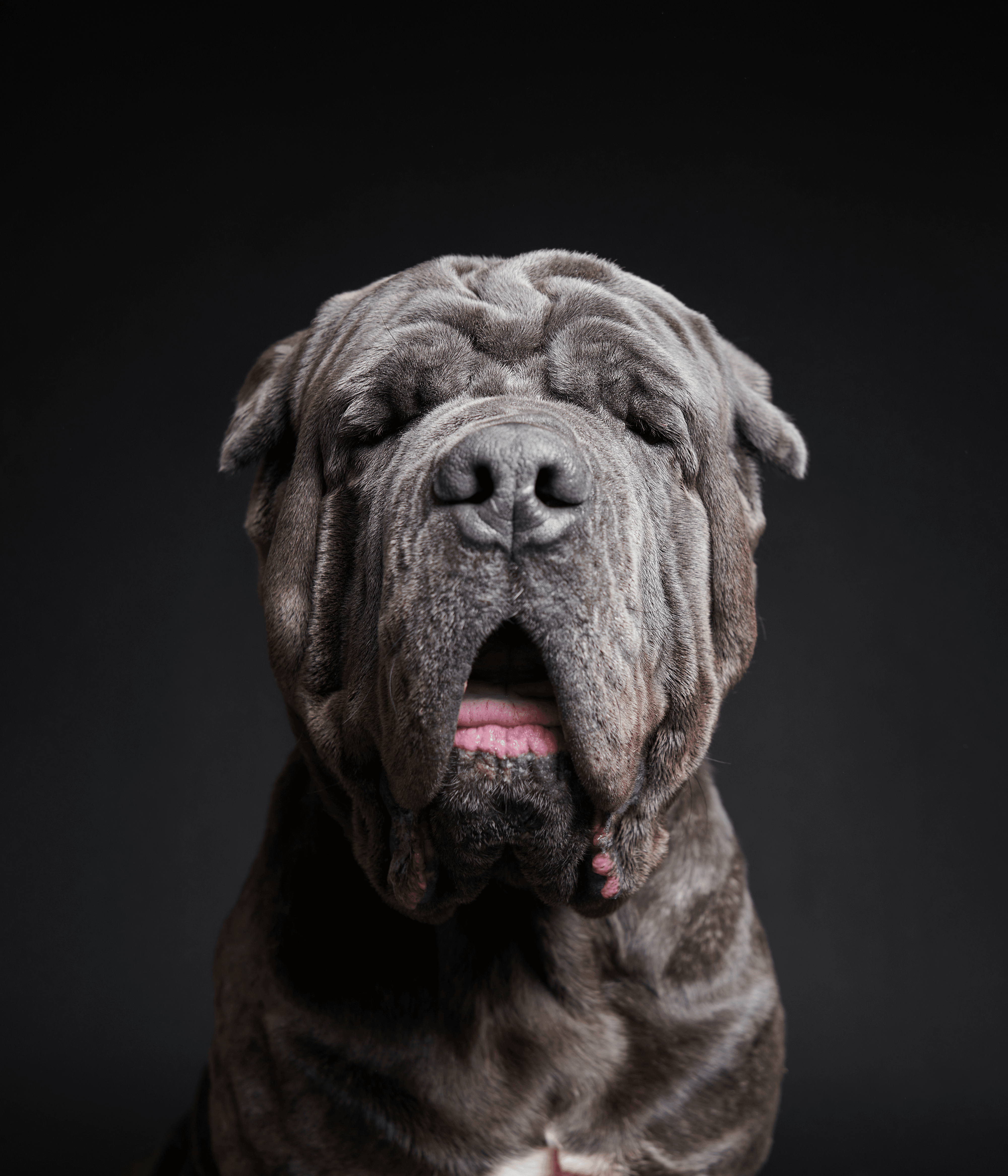 Neapolitan Mastiff #DA211