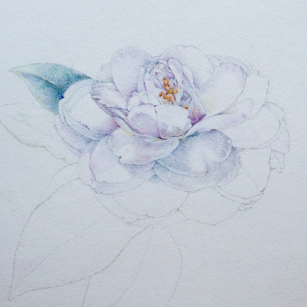 Camellia Study. No 4.