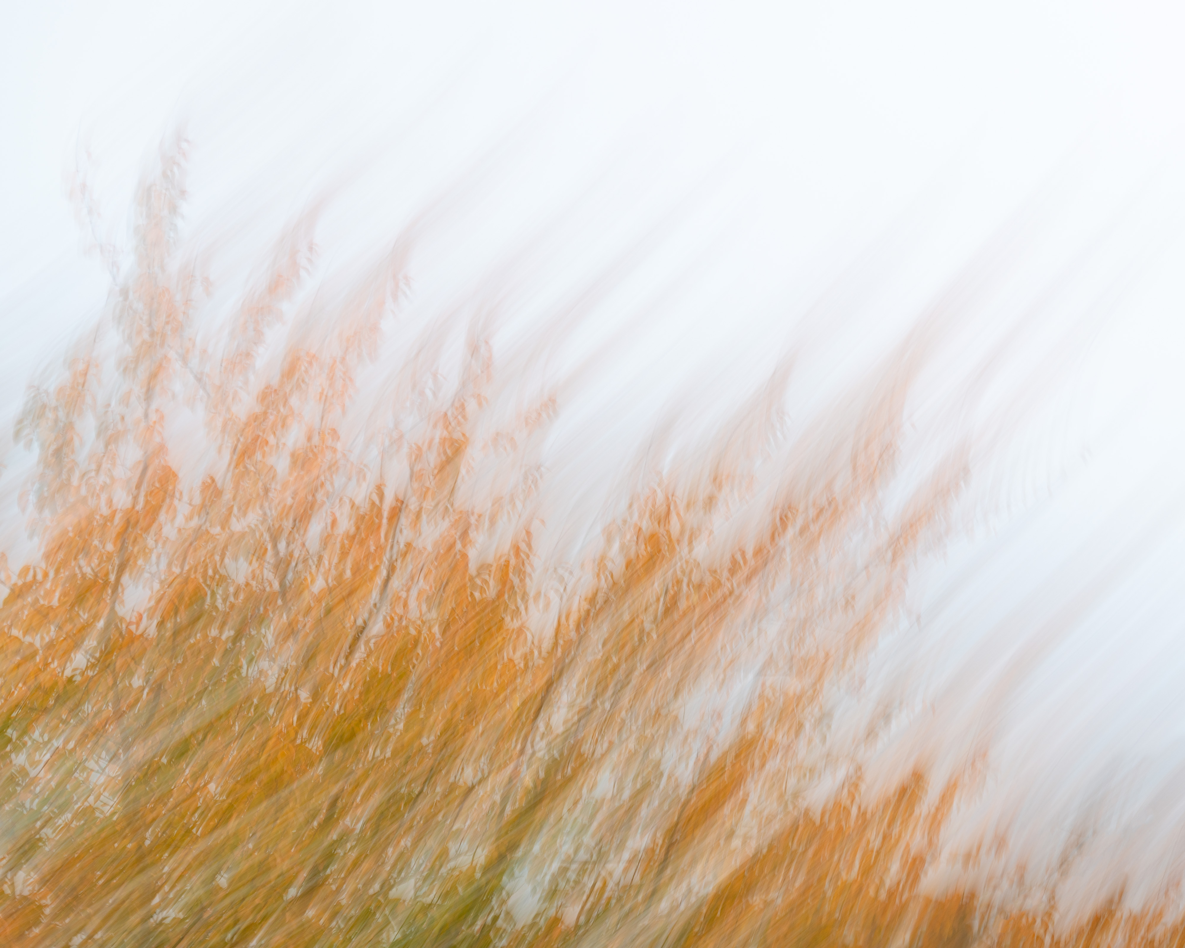 Whisked Away