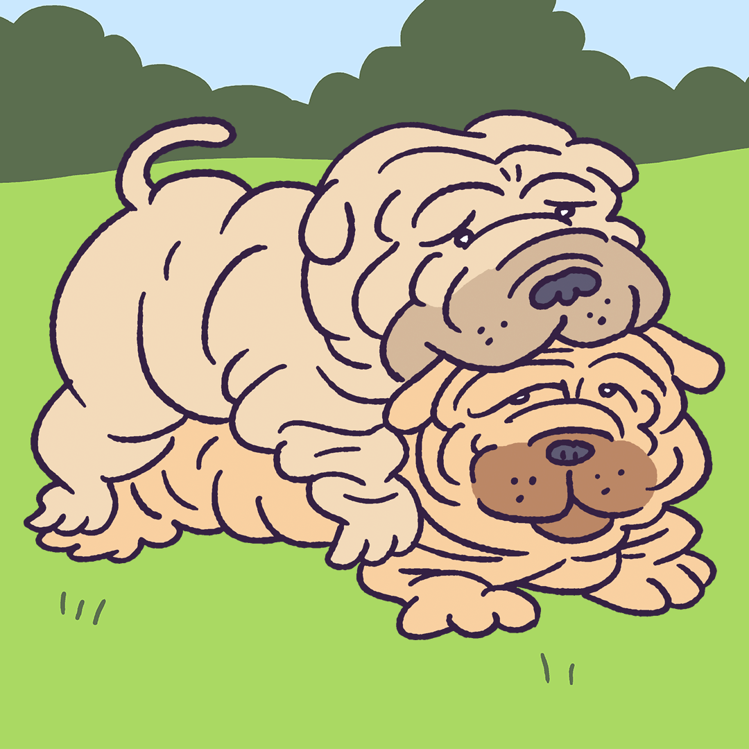 Double Sharpei #609