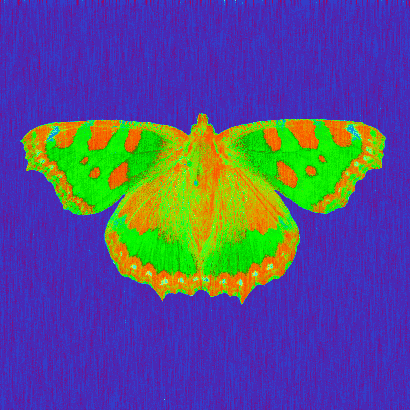 Rainy Lepidoptera