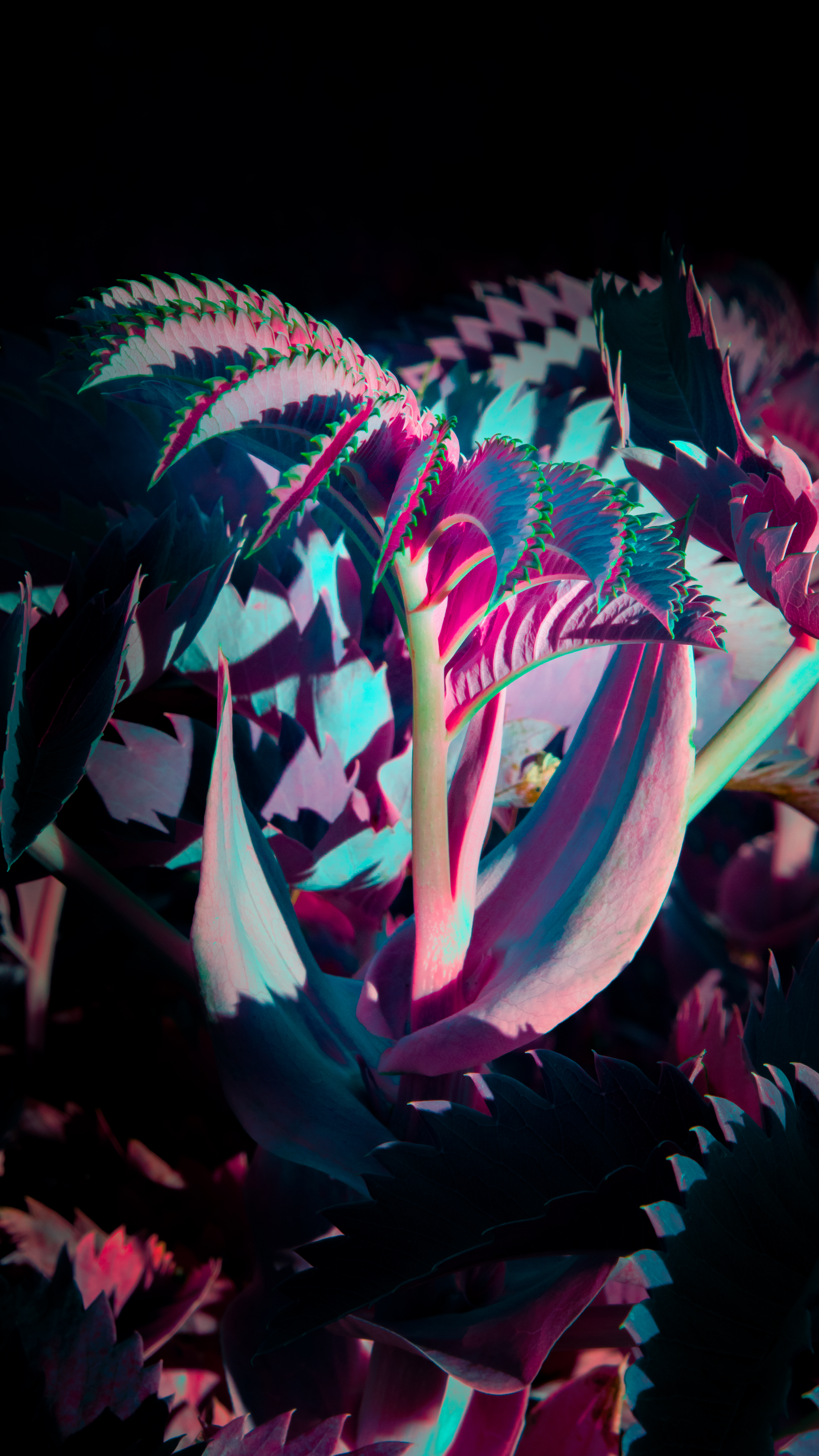 Evolve