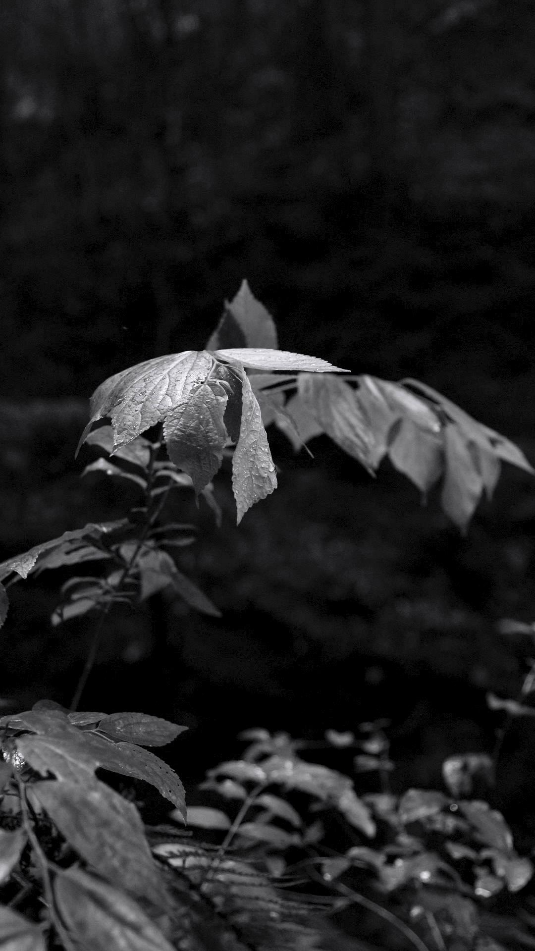 int main(){for(;;);} // osfp3-3