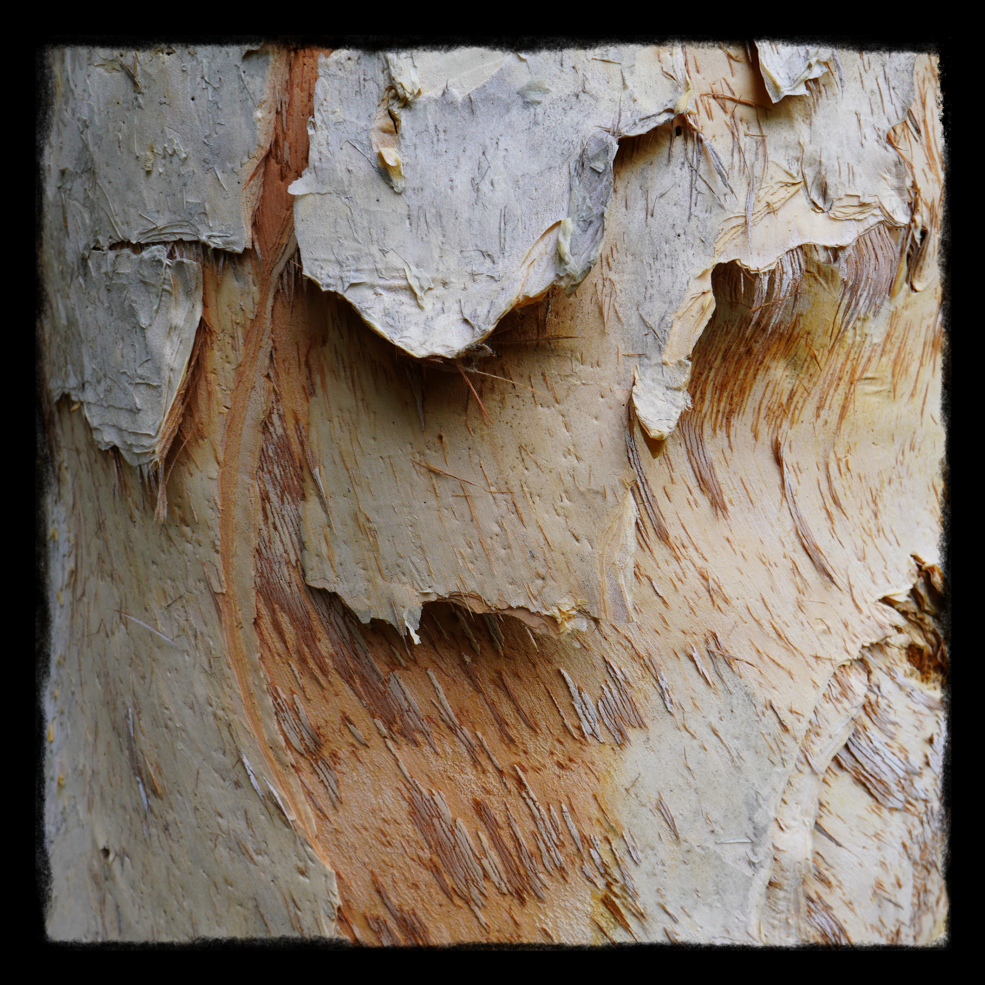 A Thousand Words #8: Paperbark