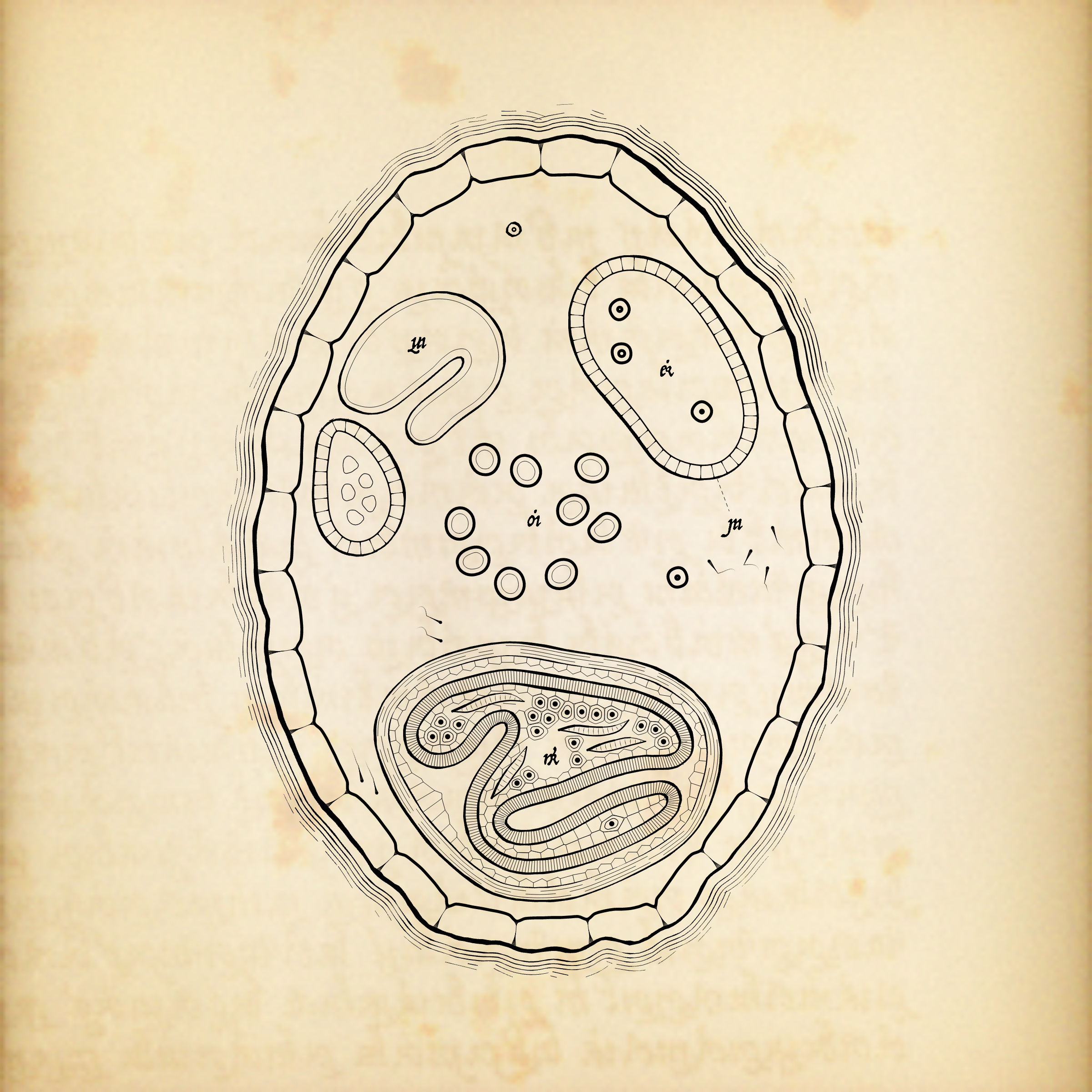 Cytographia #393