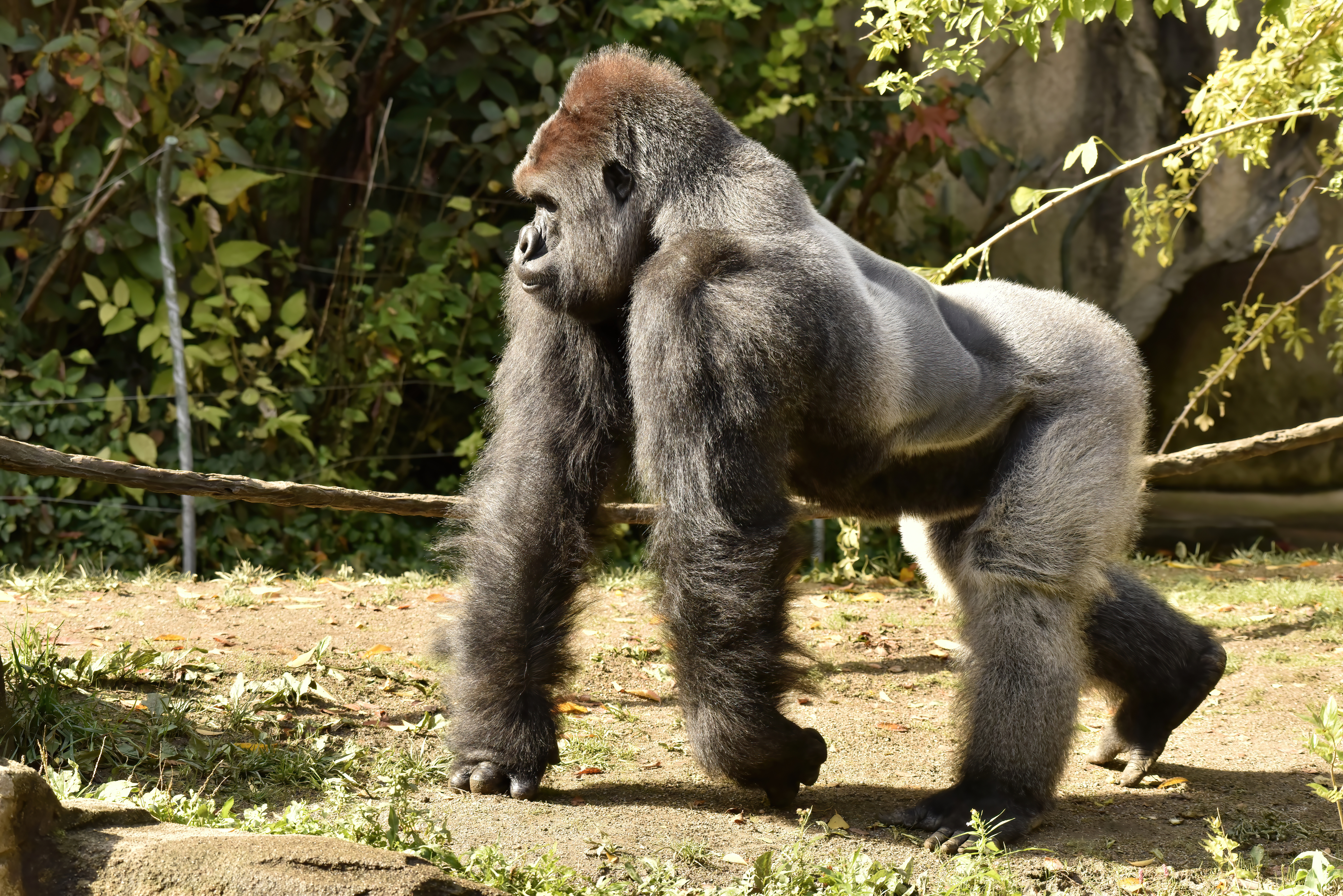 HARAMBE: LEGENDS #300