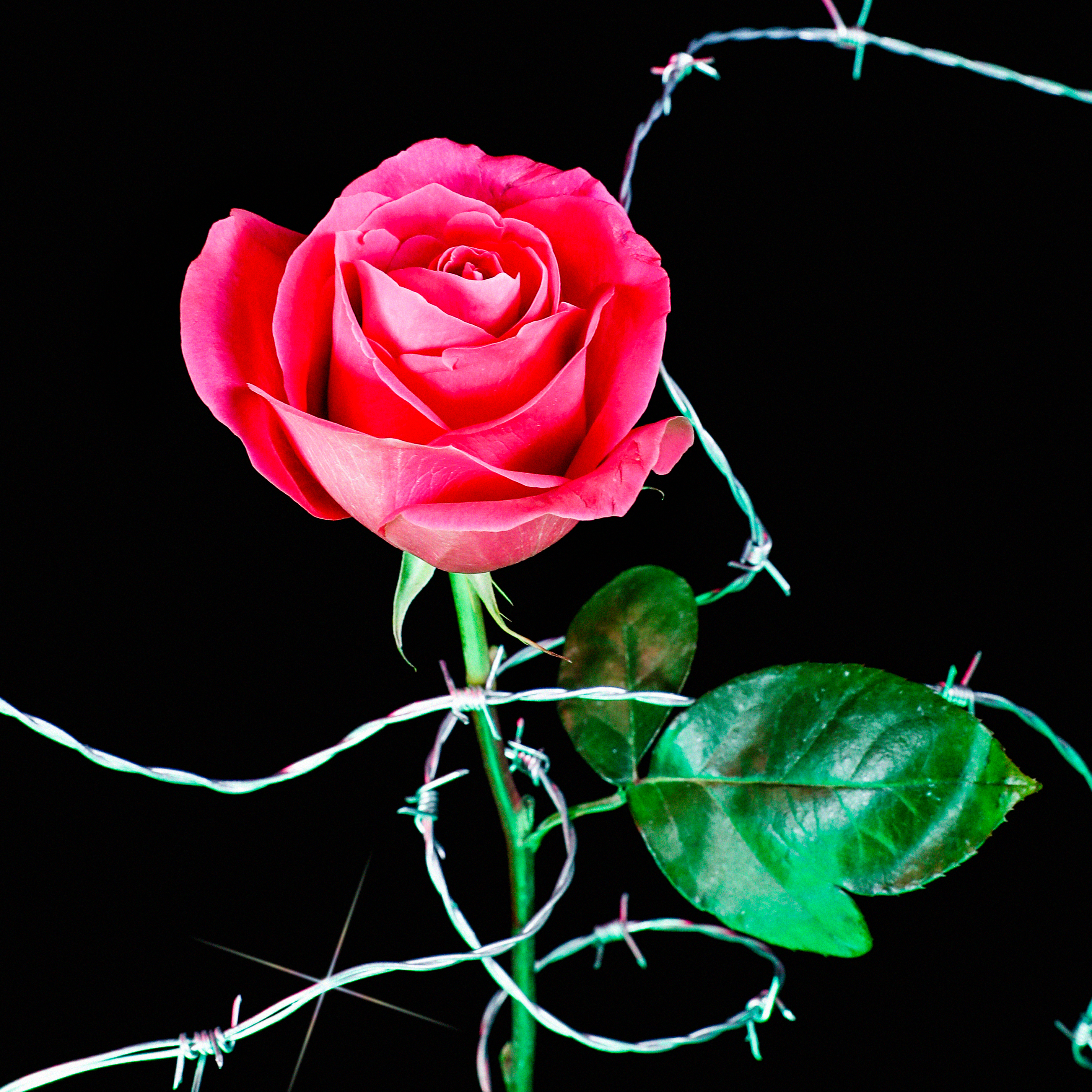 Flower #42