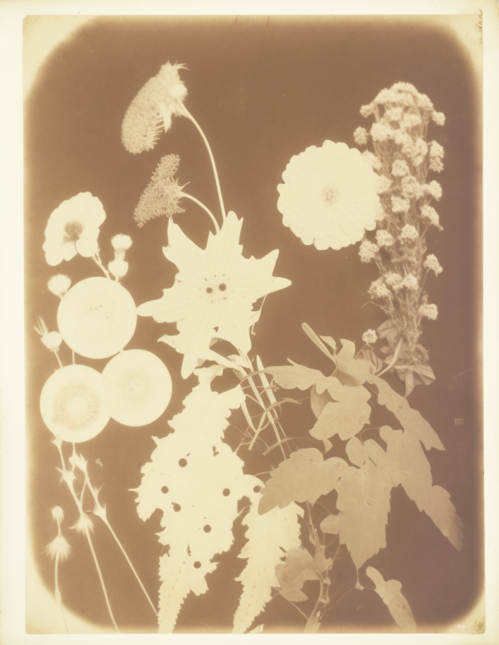 Garden specimens, Calotype, Salted Paper Print, 1846
