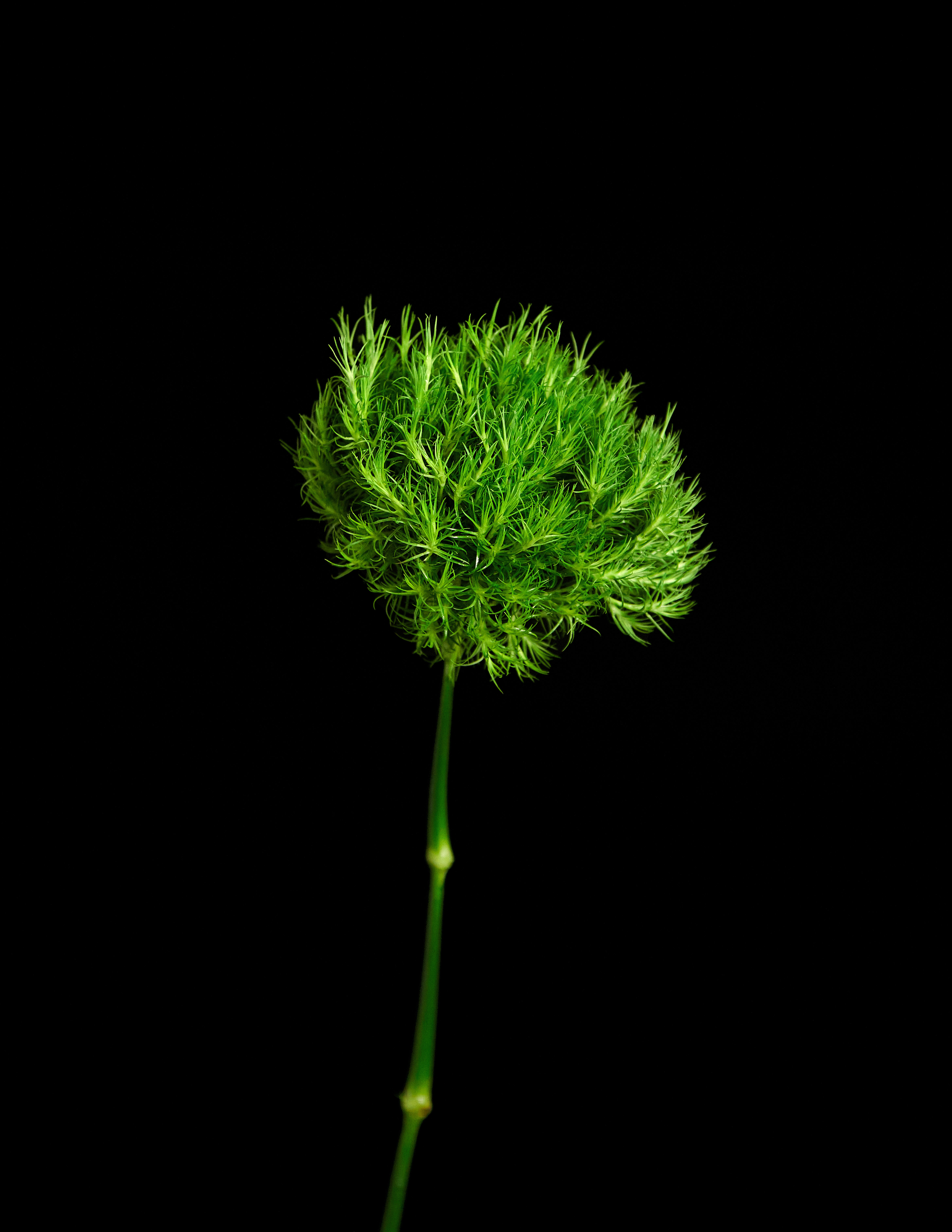 Green Flower on Black
