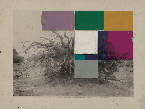 Manzanita With Thoughts On Color #28